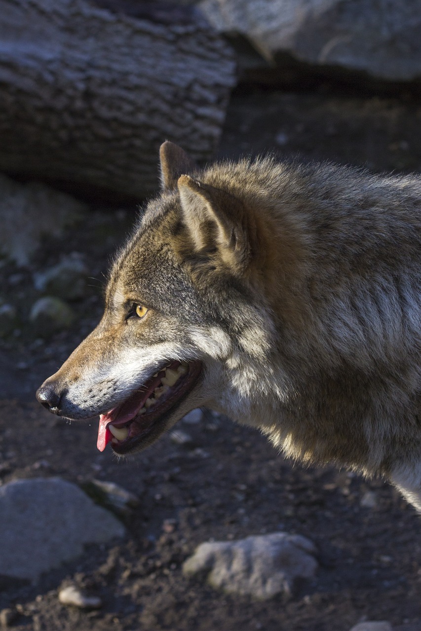 Vilkas, Canis Lupus, Plėšrūnas, Profilis, Portretas, Europinis Vilkas, Zoologijos Sodas, Supakuoti Gyvūną, Žinduolis, Gyvūnas