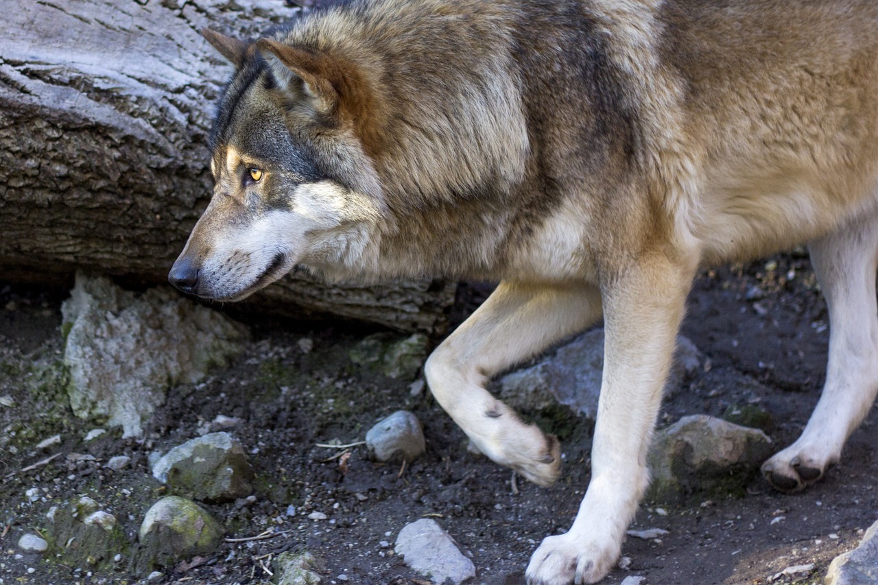 Vilkas, Canis Lupus, Plėšrūnas, Profilis, Portretas, Europinis Vilkas, Zoologijos Sodas, Supakuoti Gyvūną, Žinduolis, Gyvūnas