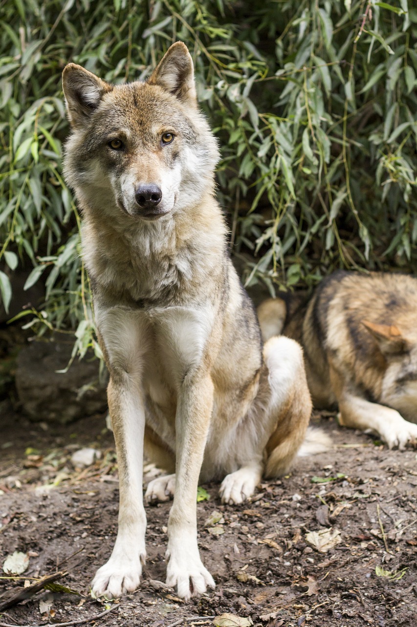 Vilkas, Canis Lupus, Europinis Vilkas, Plėšrūnas, Paketas, Du Vilkai, Sėdi, Priekinė, Kailis, Pilka