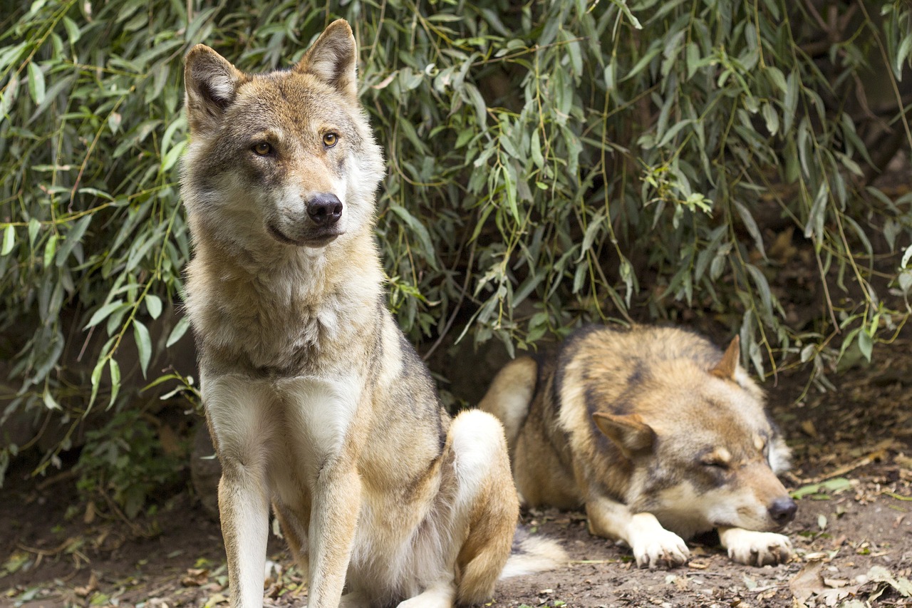 Vilkas, Canis Lupus, Europinis Vilkas, Plėšrūnas, Paketas, Du Vilkai, Sėdi, Priekinė, Kailis, Pilka