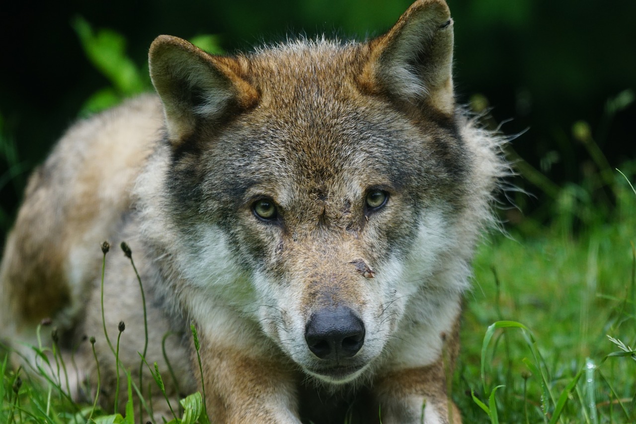 Vilkas, Plėšrūnas, Eurazinis Vilkas, Supakuoti Gyvūną, Portretas, Nemokamos Nuotraukos,  Nemokama Licenzija