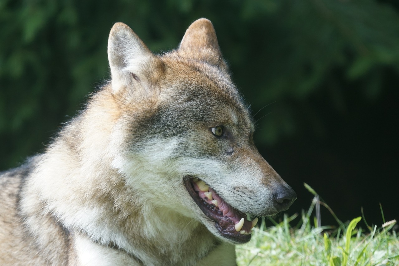 Vilkas, Plėšrūnas, Europinis Vilkas, Žinduolis, Mėsėdžiai, Supakuoti Gyvūną, Neveikiantis, Laukinės Gamtos Fotografija, Portretas, Canis Lupus