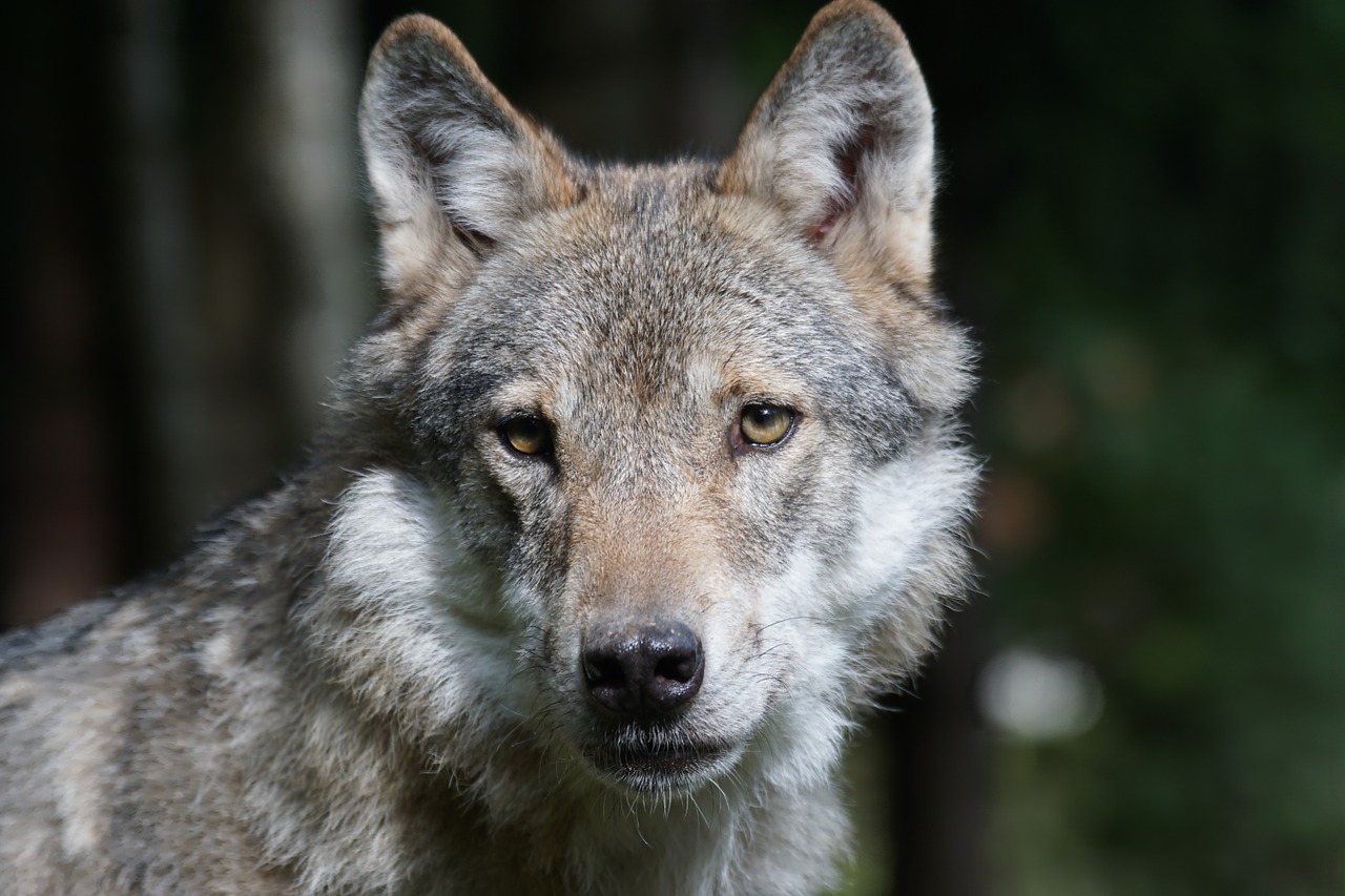 Vilkas, Plėšrūnas, Europinis Vilkas, Žinduolis, Mėsėdžiai, Supakuoti Gyvūną, Neveikiantis, Laukinės Gamtos Fotografija, Portretas, Canis Lupus