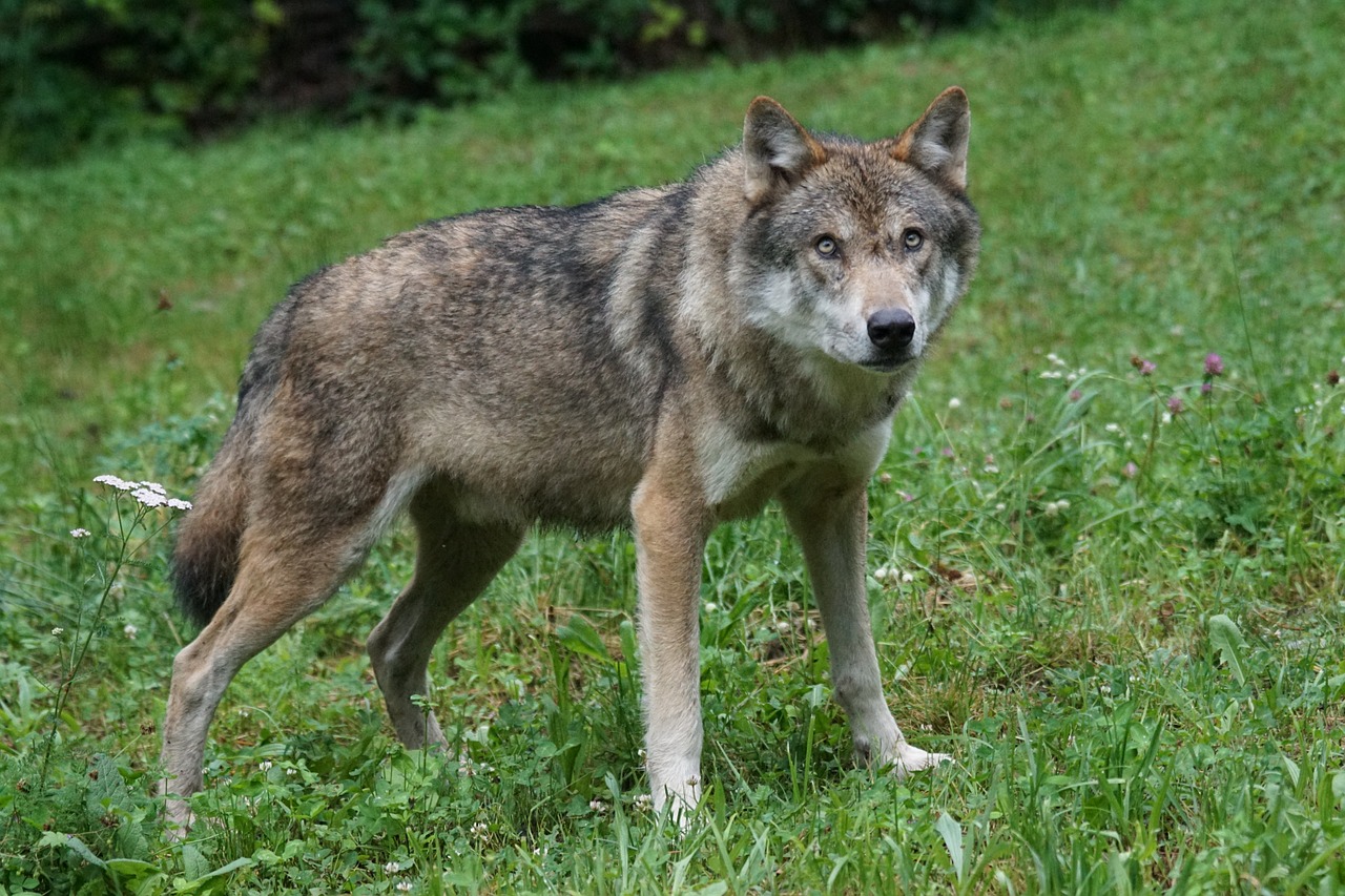 Vilkas, Plėšrūnas, Europinis Vilkas, Mėsėdžiai, Supakuoti Gyvūną, Portretas, Laukinės Gamtos Fotografija, Canis Lupus, Nemokamos Nuotraukos,  Nemokama Licenzija