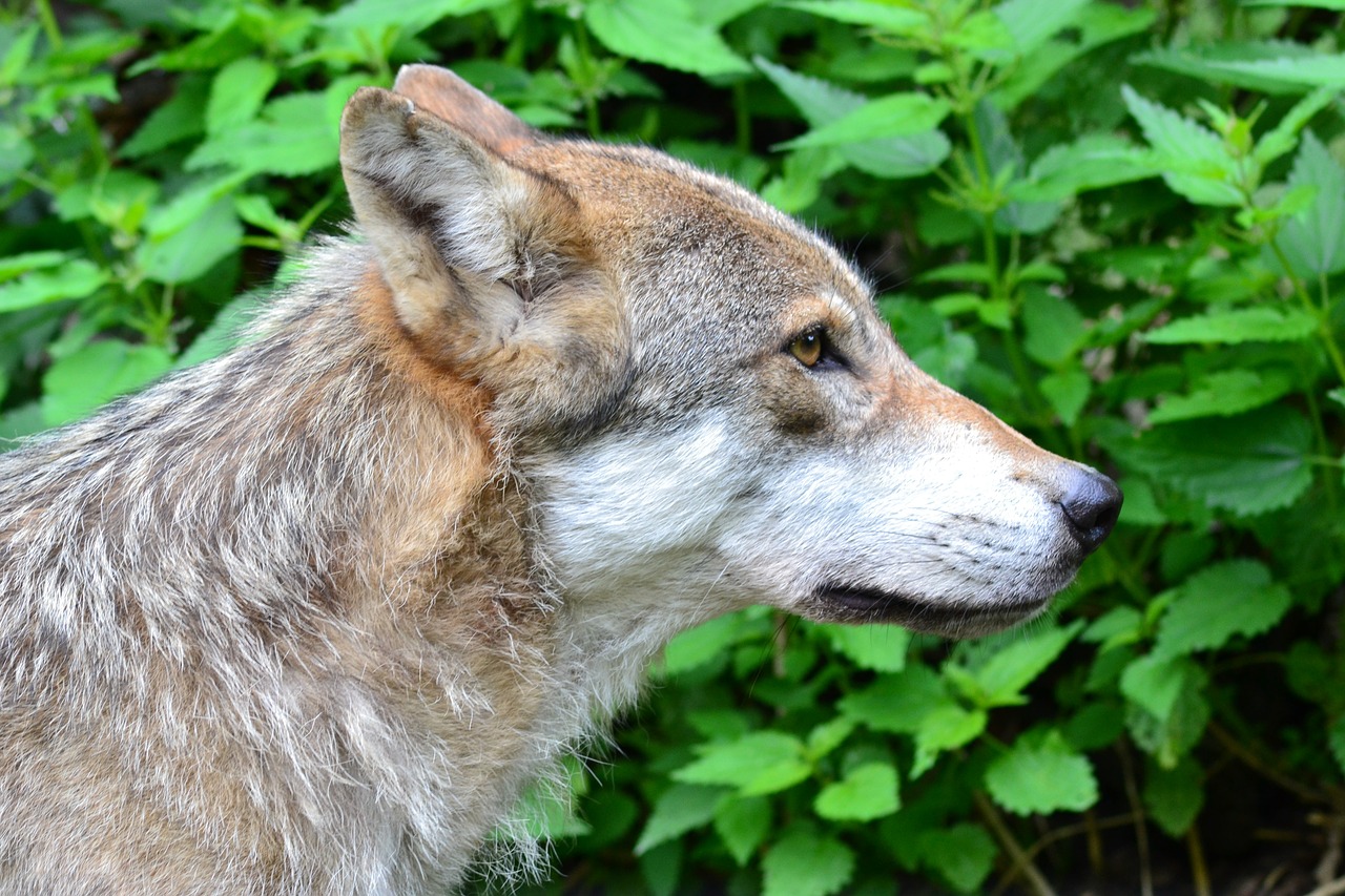 Vilkas, Plėšrūnas, Uždaryti, Supakuoti Gyvūną, Gyvūnas, Vilkų Galva, Gamta, Nemokamos Nuotraukos,  Nemokama Licenzija