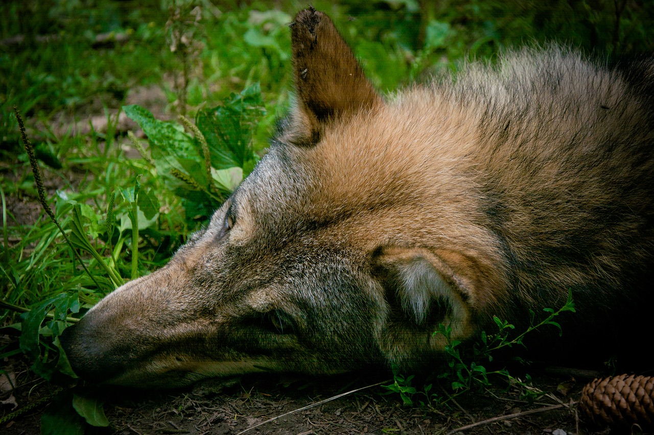 Vilkas, Galva, Kailis, Ausys, Nosis, Schnute, Snukis, Canis Lupus, Kaninis, Canidae