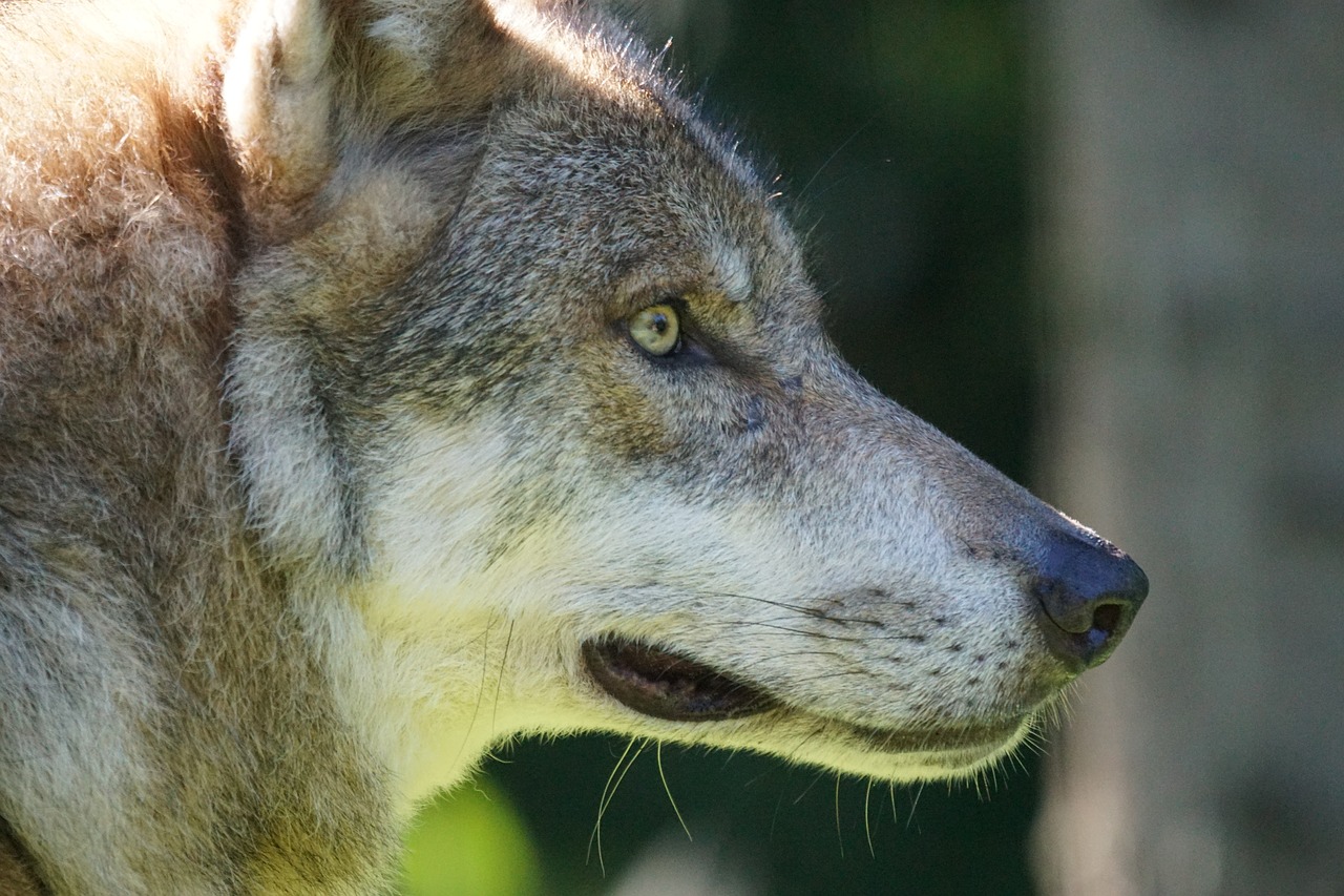 Vilkas, Plėšrūnas, Europinis Vilkas, Mėsėdžiai, Žinduolis, Dėmesio, Portretas, Laukinės Gamtos Fotografija, Canis Lupus, Nemokamos Nuotraukos