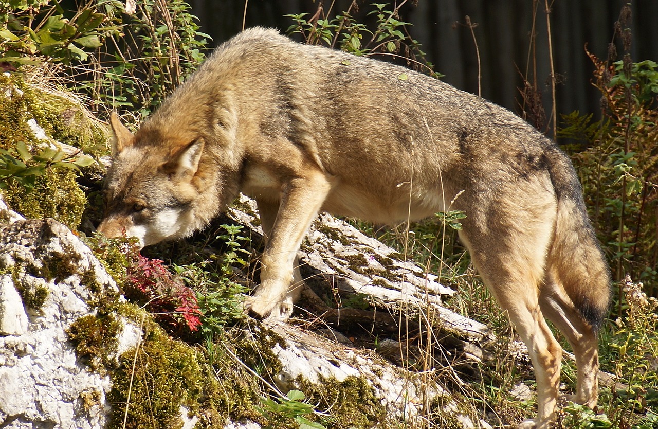 Vilkas, Laukinis Gyvūnas, Laukinio Gyvenimo Parkas, Europinis Vilkas, Supakuoti Gyvūną, Elnių Parkas, Plėšrūnas, Mėsėdžiai, Žinduolis, Hundeartig