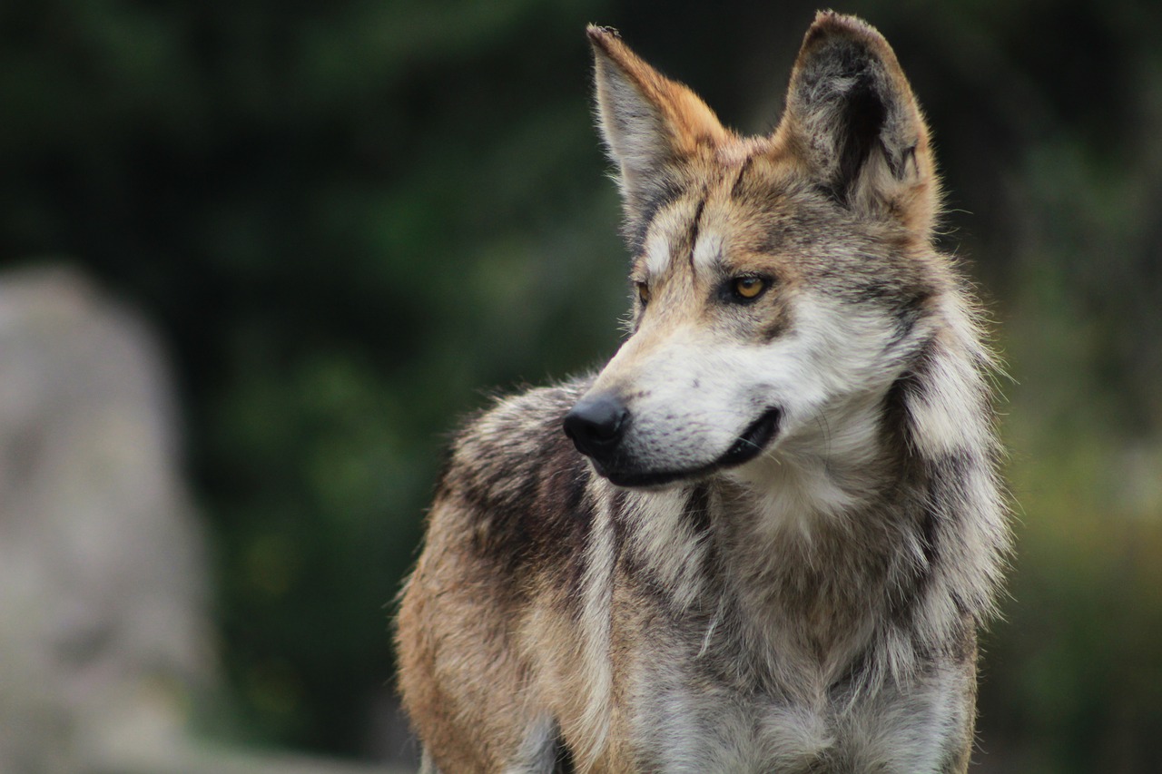 Vilkas, Gyvūnas, Šuo, Zoologijos Sodas, Laukiniai Gyvūnai, Gyvūnų Portretas, Gyvūnų Pasaulis, Plaukai, Stebėti, Gyvūninė Prigimtis