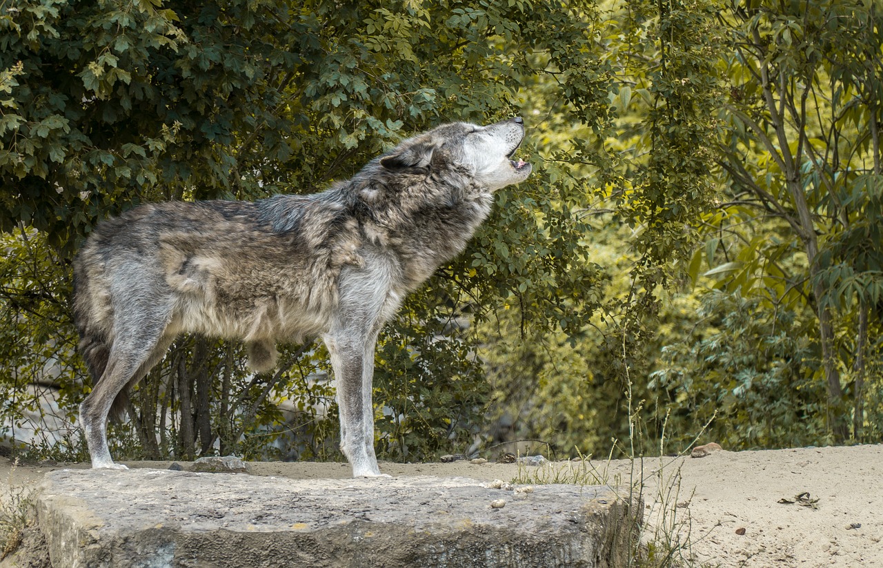 Vilkas, Gaudyti, Vilkų Ūžimas, Supakuoti Gyvūną, Rūdis Elgtis, Tiergarten, Nemokamos Nuotraukos,  Nemokama Licenzija