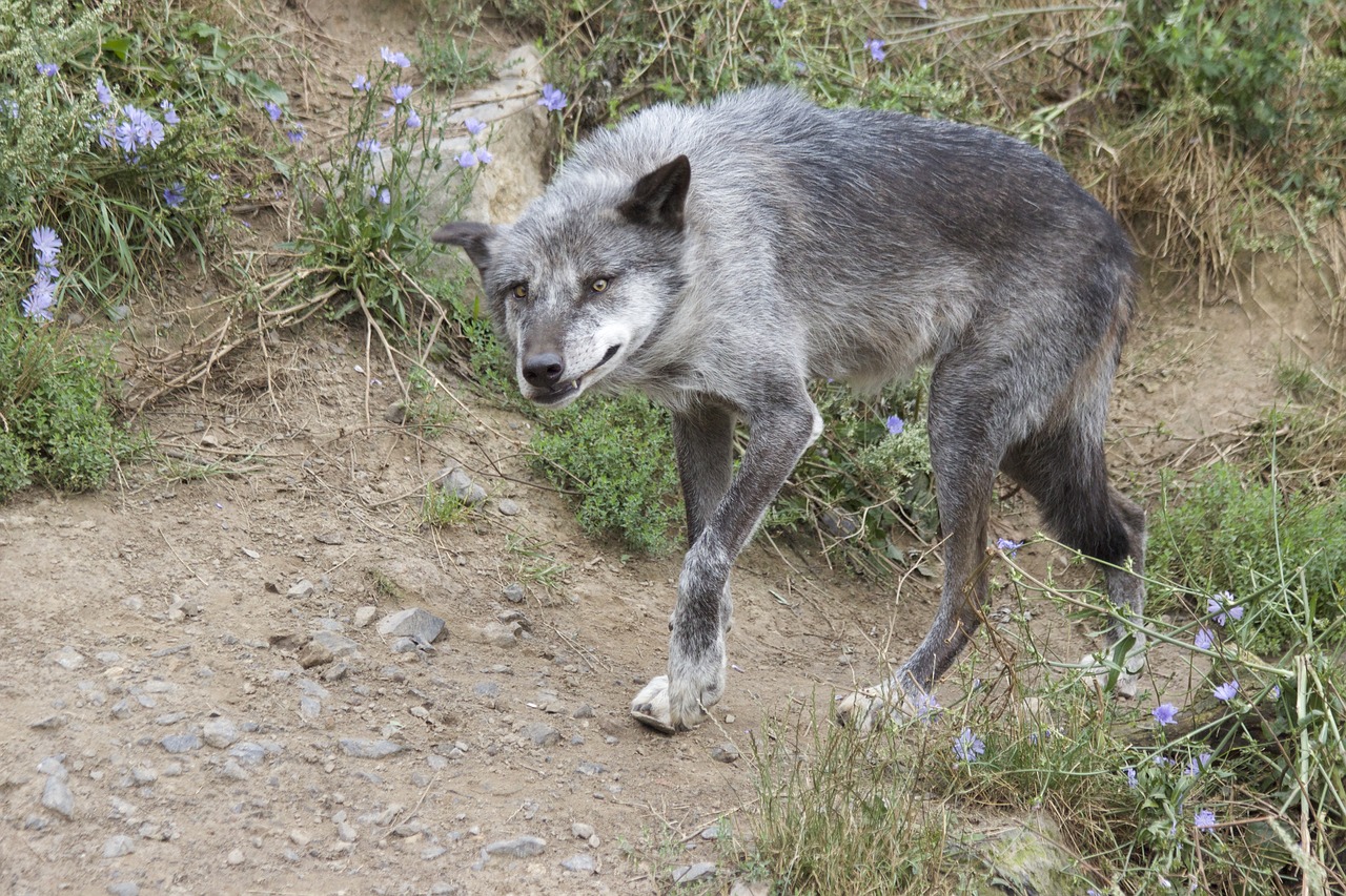 Vilkas, Plėšrūnas, Supakuoti Gyvūną, Nemokamos Nuotraukos,  Nemokama Licenzija