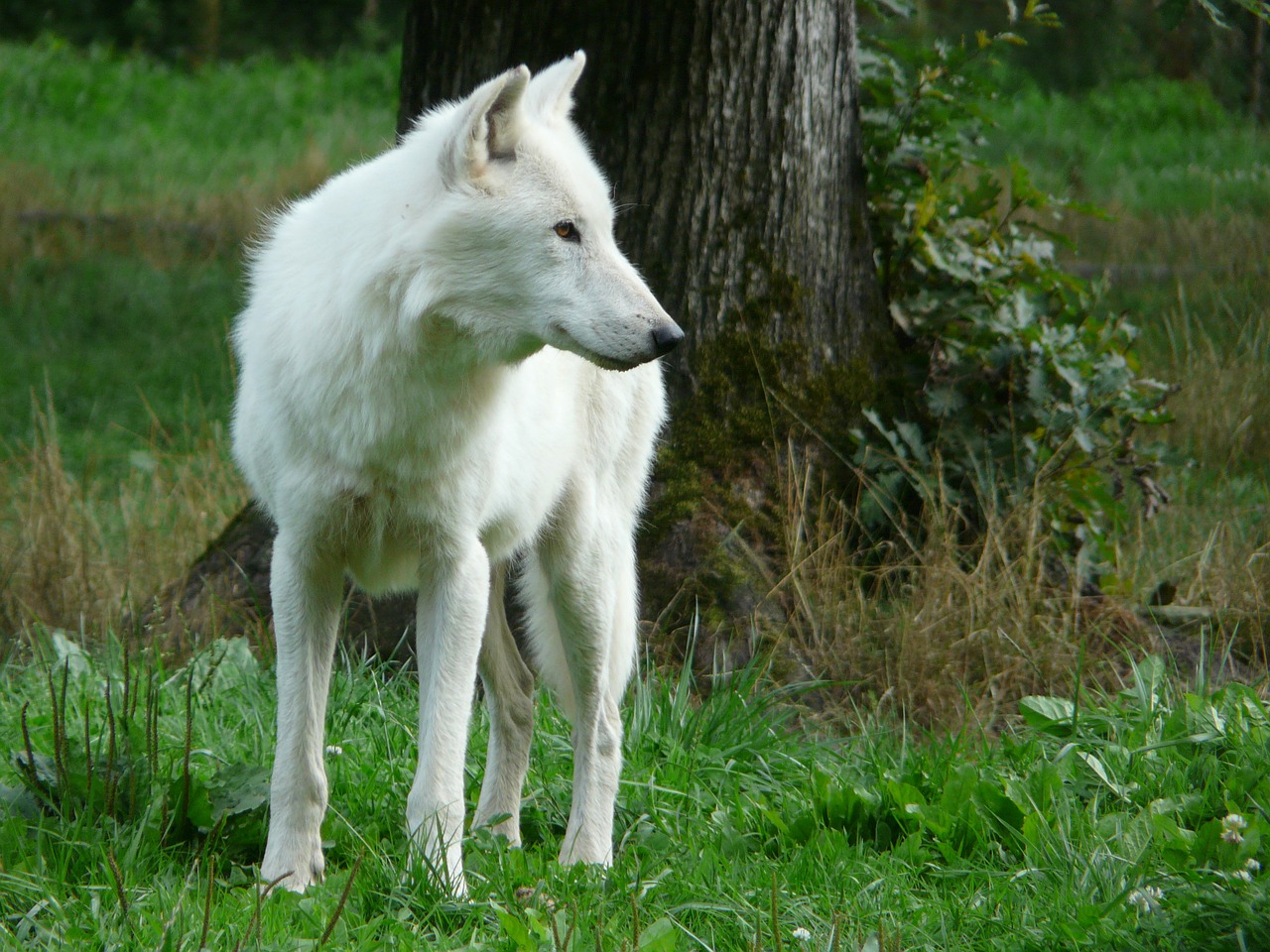 Vilkas, Balta, Mėsėdis, Gamta, Nemokamos Nuotraukos,  Nemokama Licenzija