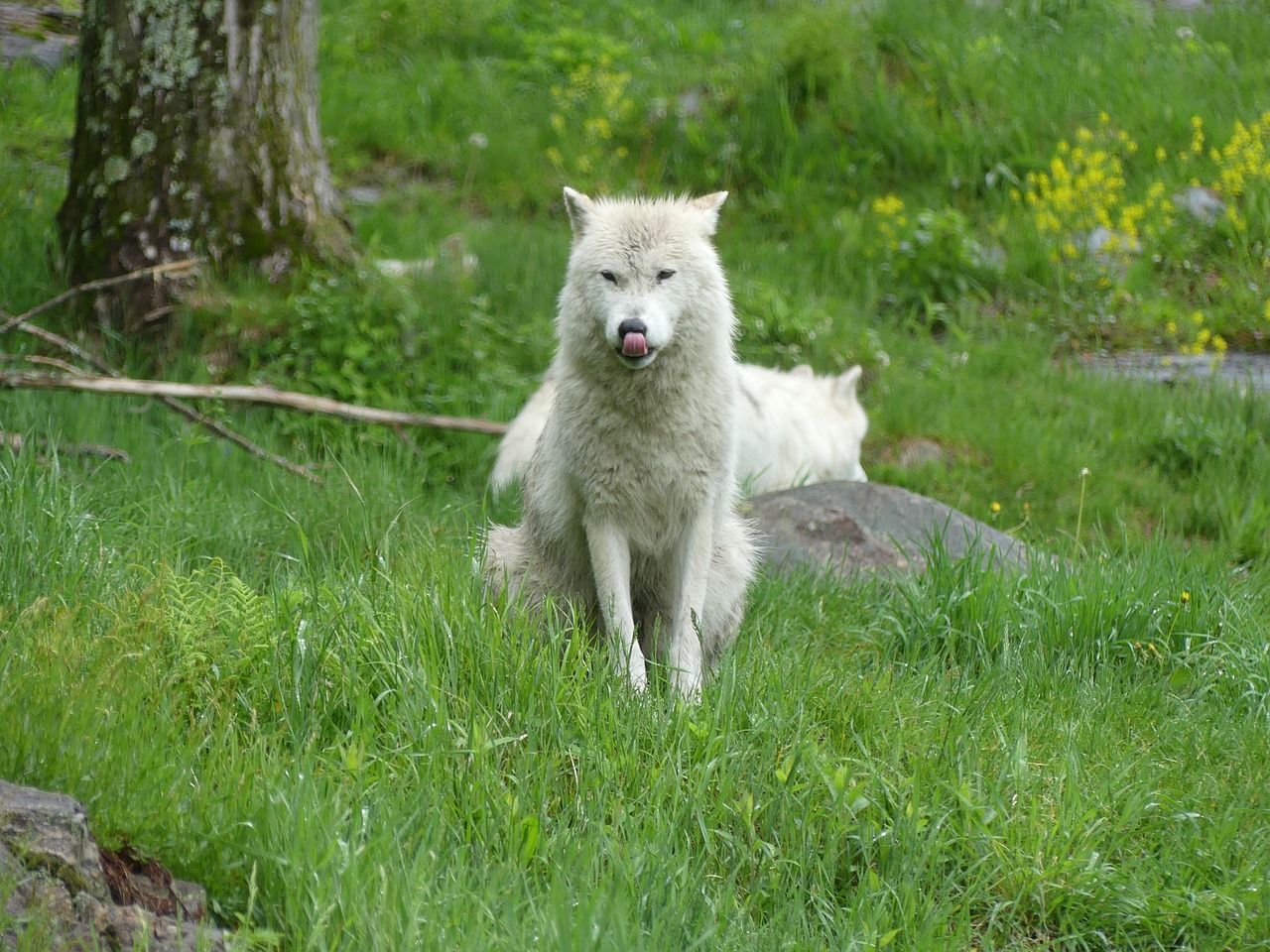 Vilkas, Gyvūnas, Laukinė Gamta, Nemokamos Nuotraukos,  Nemokama Licenzija