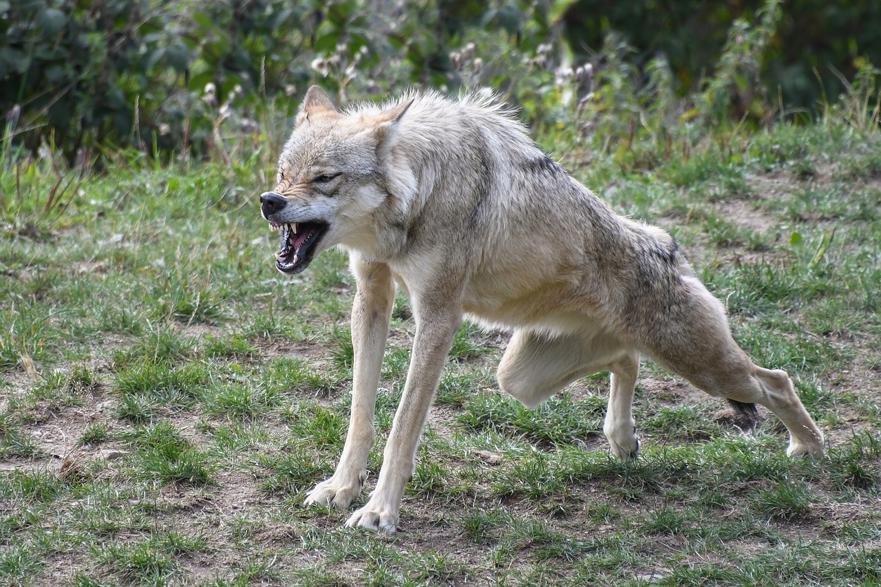 Vilkas, Žiovulys, Pagirios, Krokodai, Plėšrūnas, Žandikaulis, Nemokamos Nuotraukos,  Nemokama Licenzija