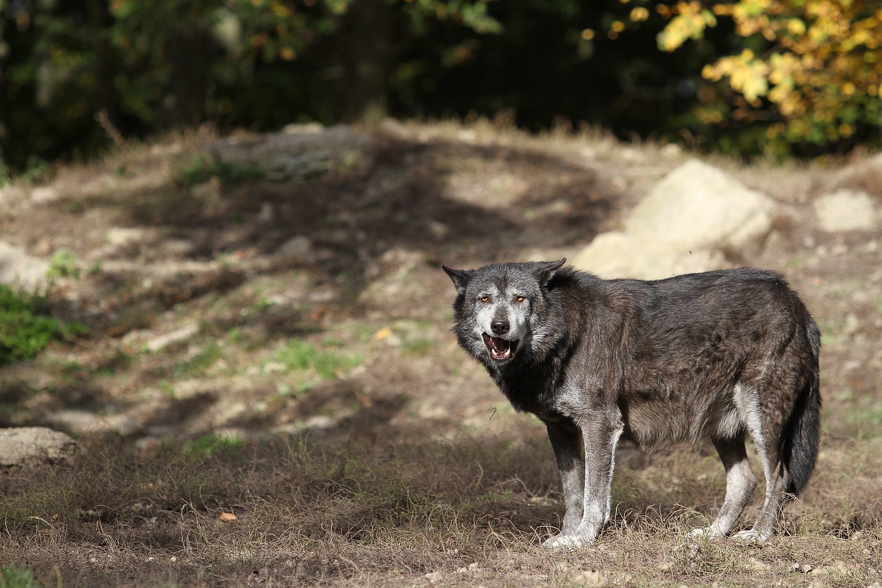 Vilkas, Woodwolf, Plėšrūnas, Gamta, Paketas, Kanada, Laukinis Gyvūnas, Miškas, Laukinės Gamtos Fotografija, Scheu