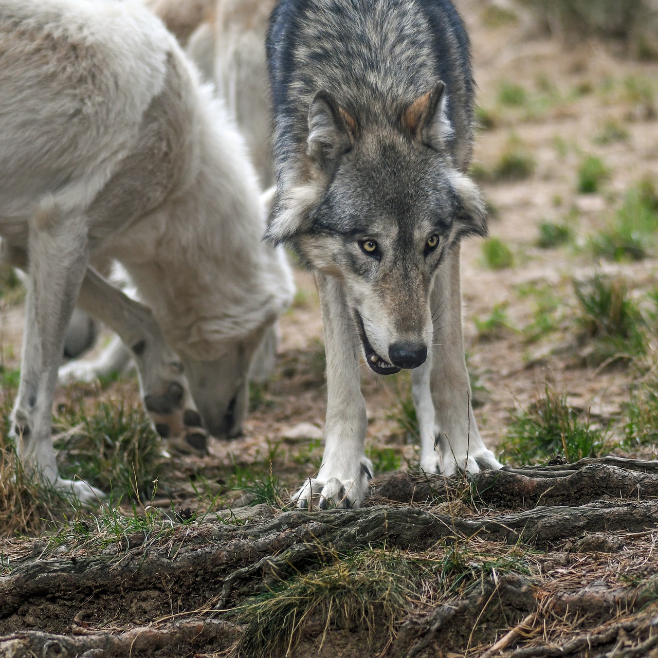 Vilkas, Plėšrūnas, Laukinis Gyvūnas, Nemokamos Nuotraukos,  Nemokama Licenzija