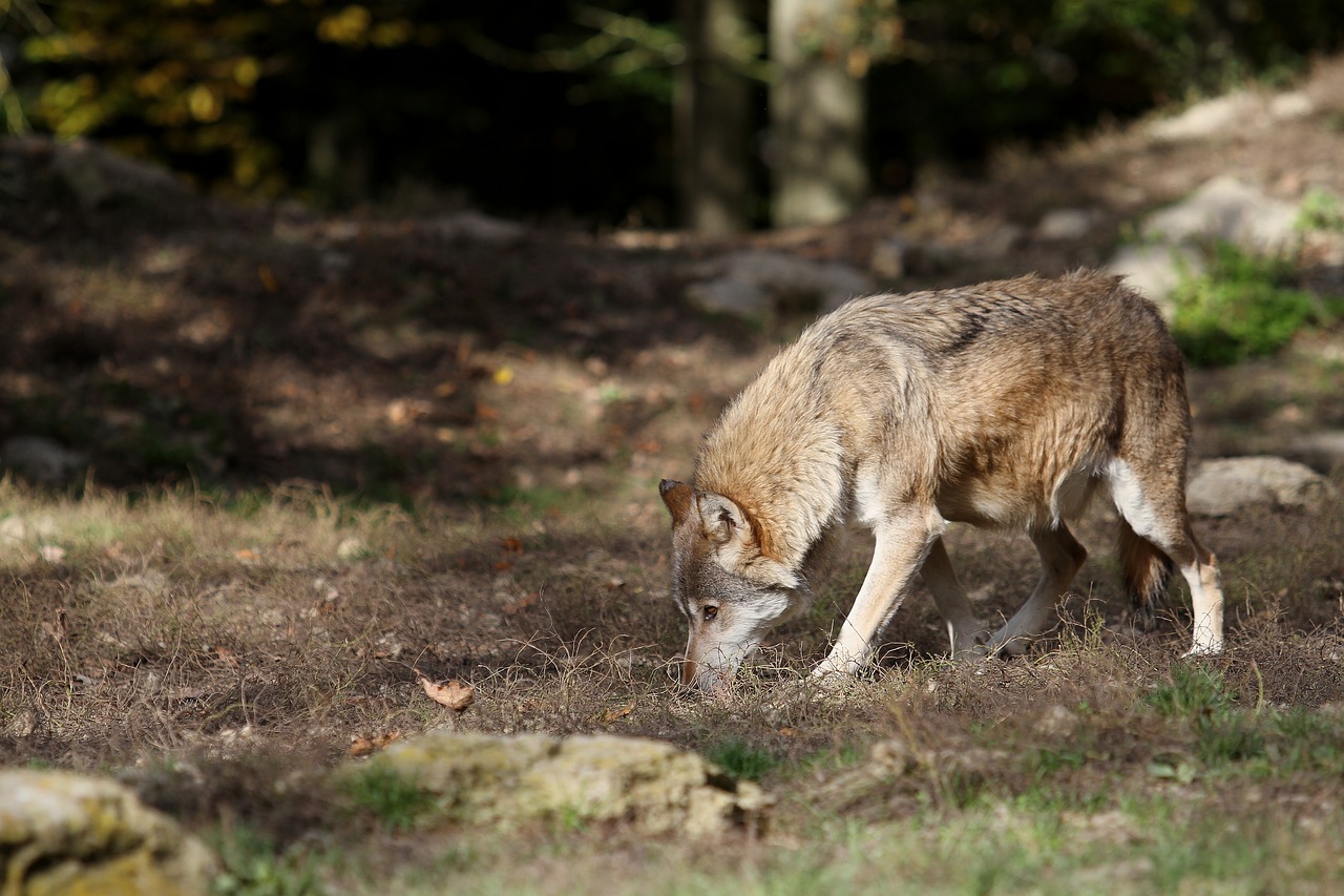 Vilkas, Woodwolf, Plėšrūnas, Gamta, Paketas, Kanada, Laukinės Gamtos Fotografija, Scheu, Laukinis Gyvūnas, Supakuoti Gyvūną