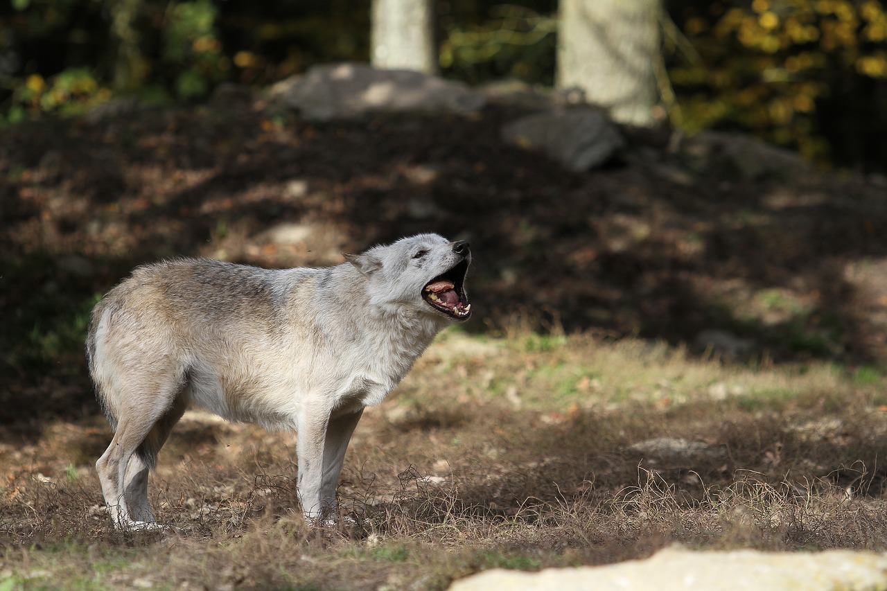 Vilkas, Woodwolf, Valgyti, Plėšrūnas, Gamta, Paketas, Kanada, Laukinės Gamtos Fotografija, Scheu, Laukinis Gyvūnas