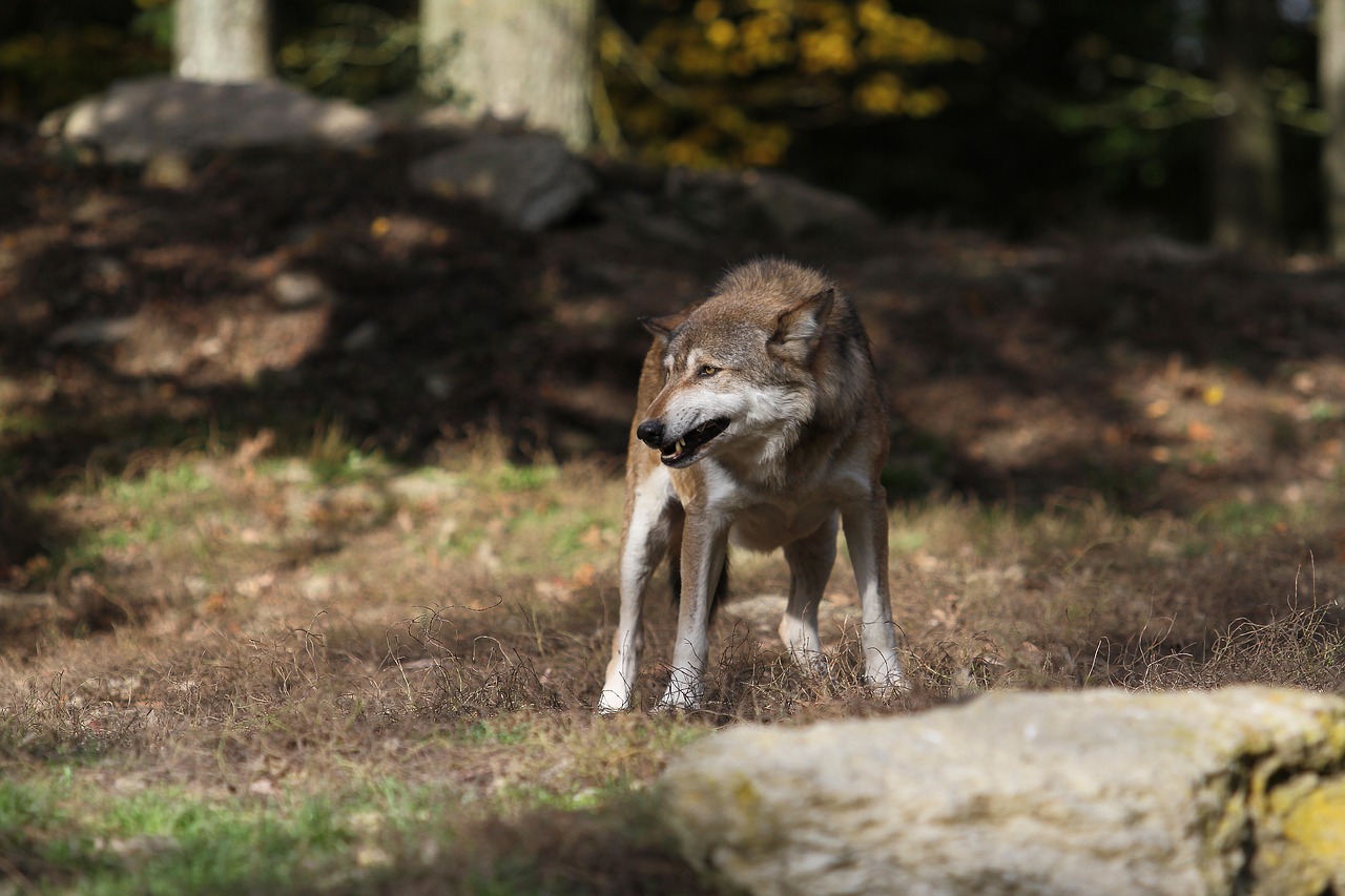 Vilkas, Woodwolf, Plėšrūnas, Kanada, Laukinės Gamtos Fotografija, Supakuoti Gyvūną, Scheu, Nykstantis, Mėsėdžiai, Nemokamos Nuotraukos