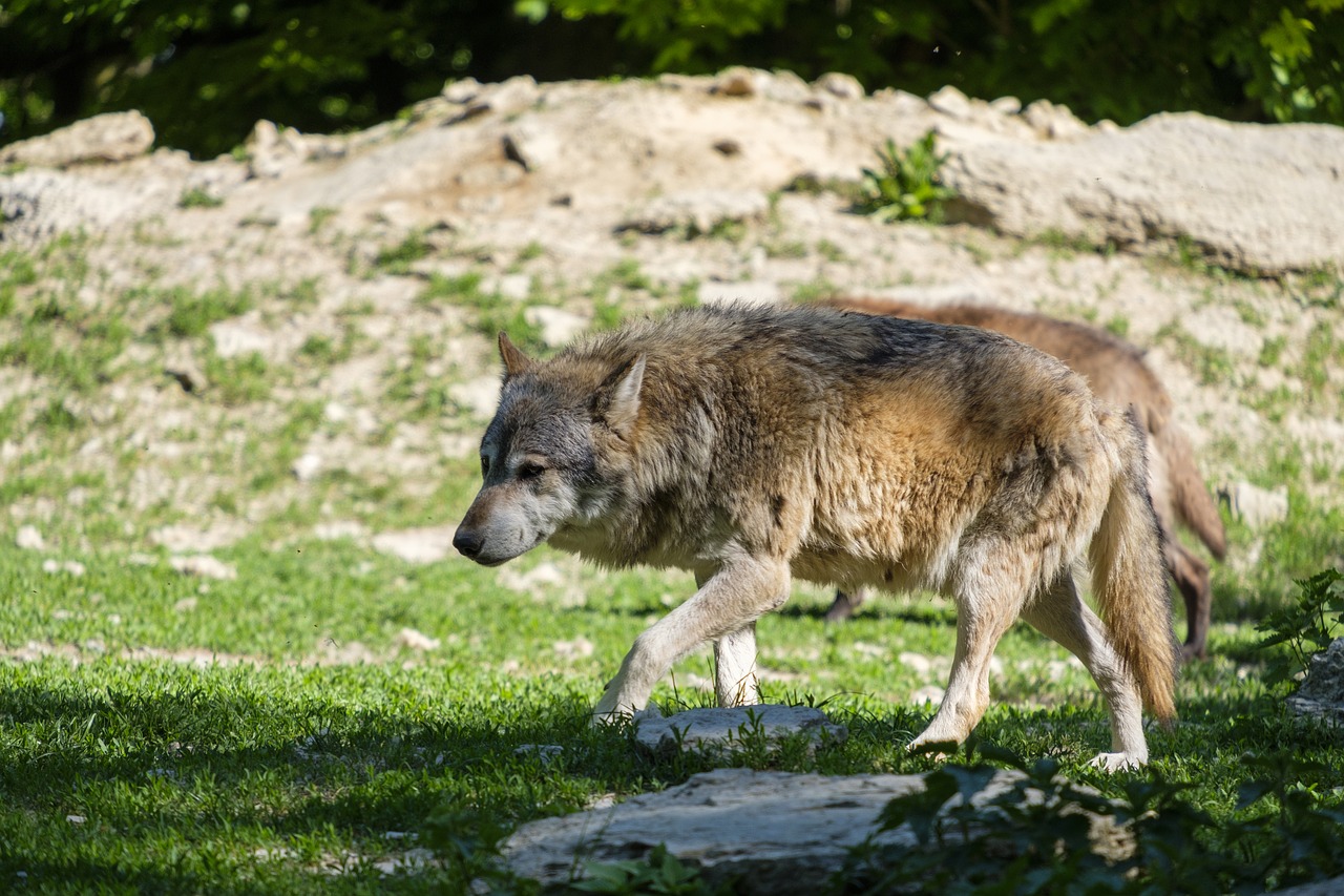 Vilkas,  Predator,  Šuo,  Pack Gyvūną,  Vilkas Europos,  Mėsėdžiai,  Canidae,  Medžiotojas, Nemokamos Nuotraukos,  Nemokama Licenzija