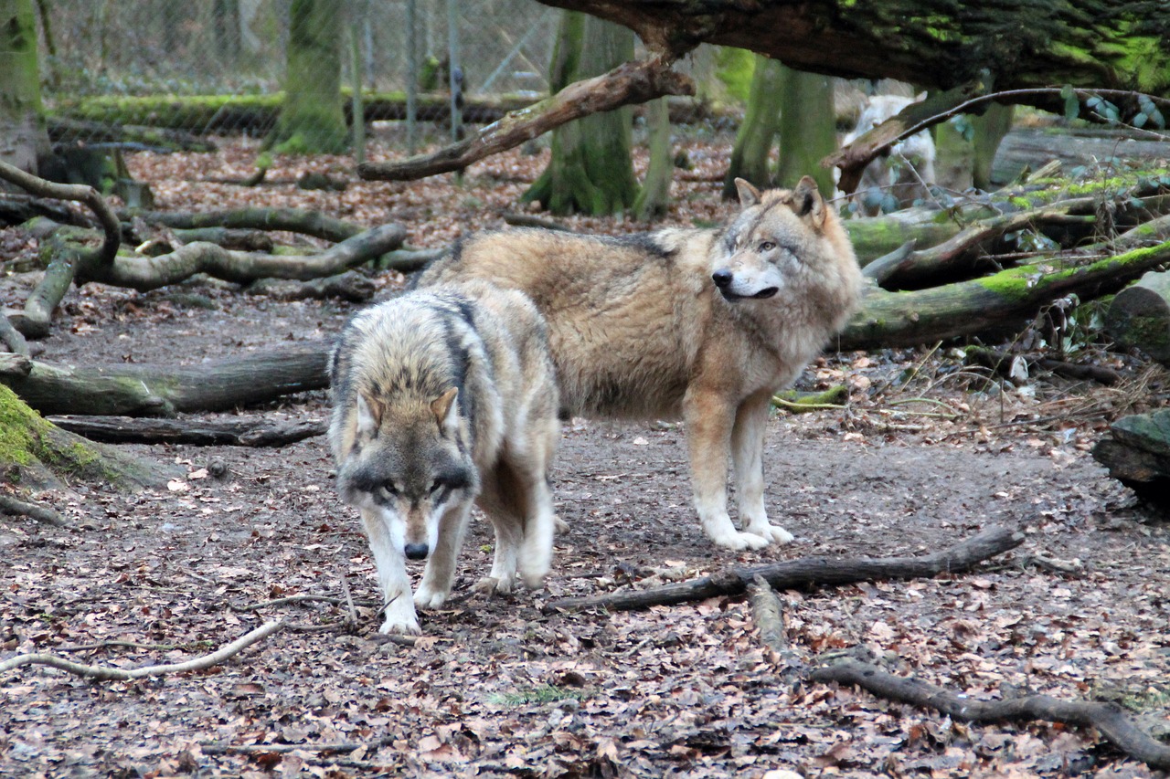 Vilkas,  Zoo,  Weilburg,  Korpusas,  Pobūdį,  Vilkai,  Plėšrūnas, Nemokamos Nuotraukos,  Nemokama Licenzija