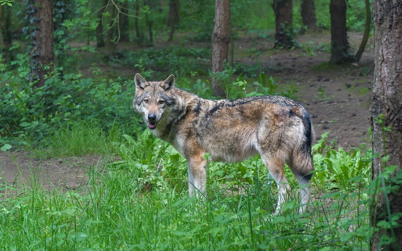 Vilkas,  Predator,  Pilka Vilkas,  Gyvūnas,  Laukinių,  Miškas,  Medis, Nemokamos Nuotraukos,  Nemokama Licenzija