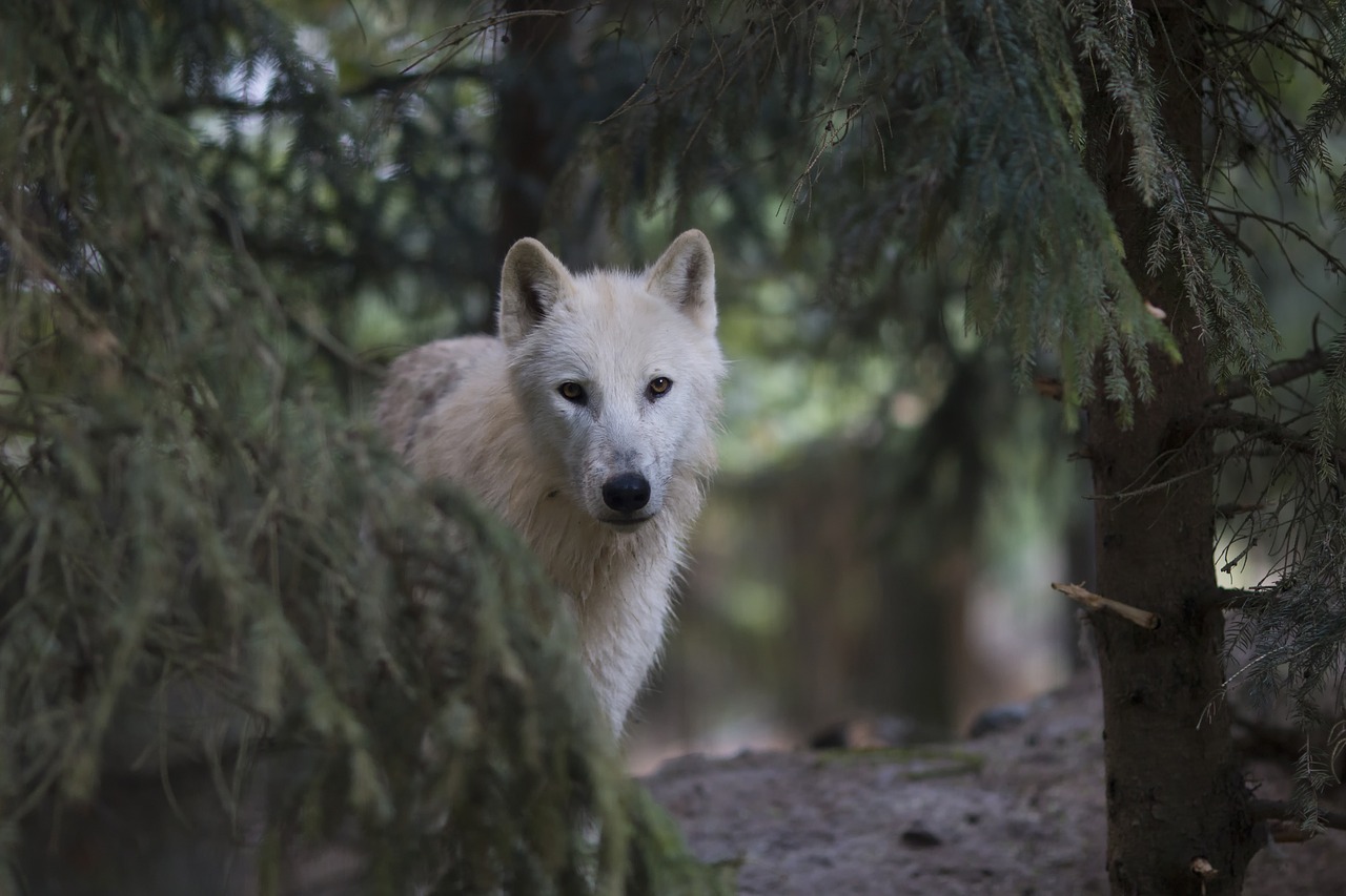 Vilkas,  Polar,  Gyvūnas,  Baltos Spalvos,  Žinduolis,  Miškas, Nemokamos Nuotraukos,  Nemokama Licenzija