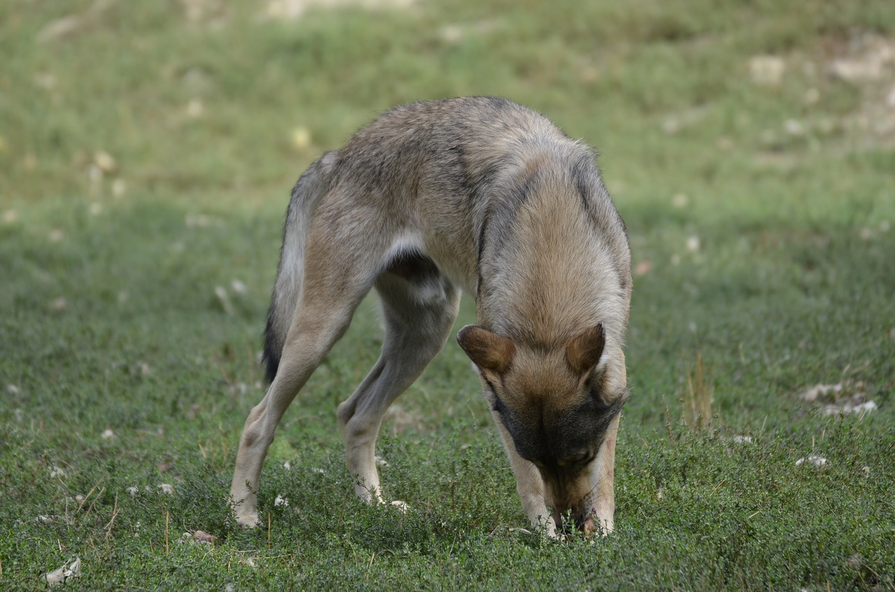 , Nemokamos Nuotraukos,  Nemokama Licenzija