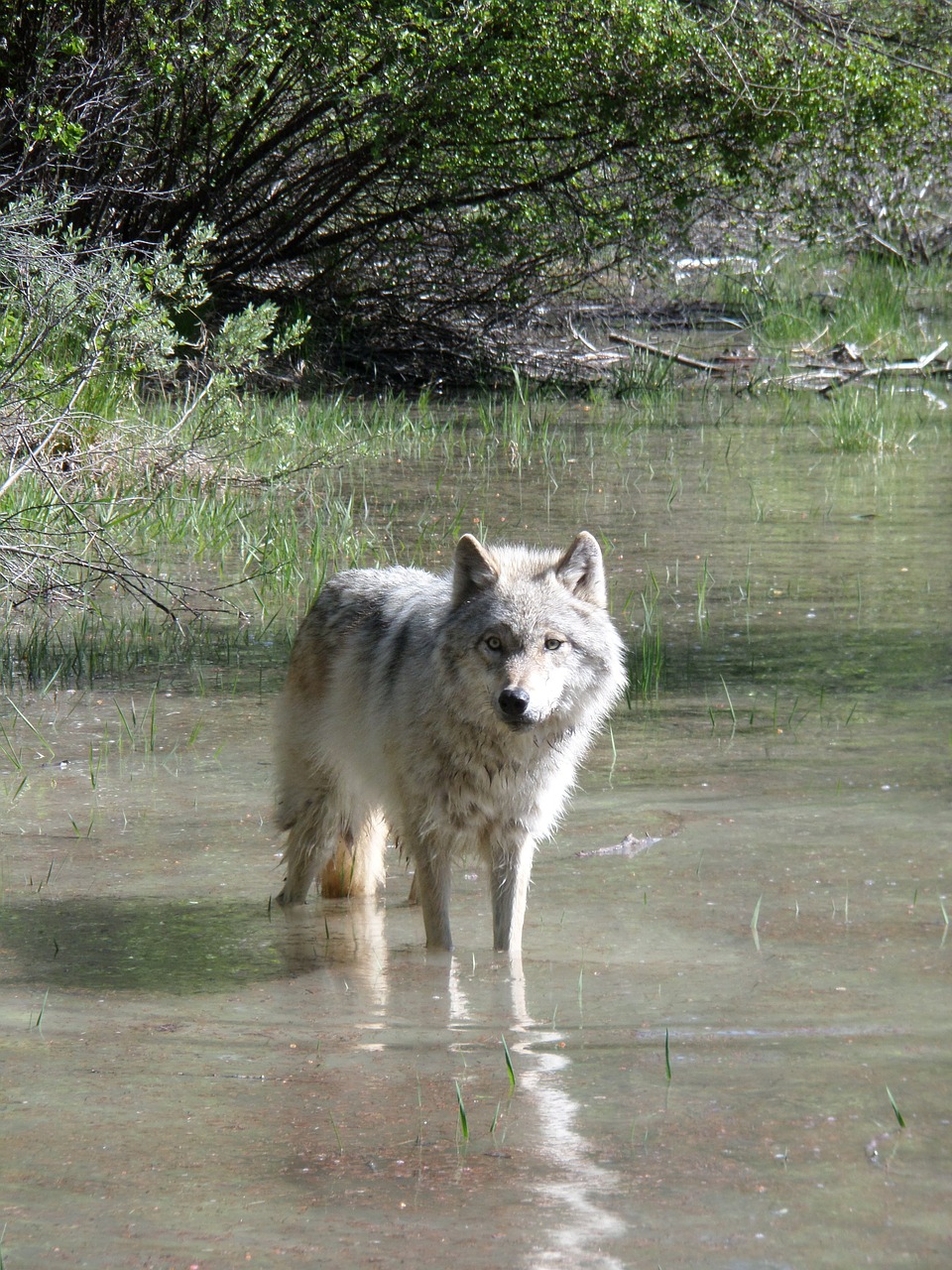 Vilkas, Gyvūnas, Medžiotojas, Plėšrūnas, Gamta, Canis Lupis, Nemokamos Nuotraukos,  Nemokama Licenzija