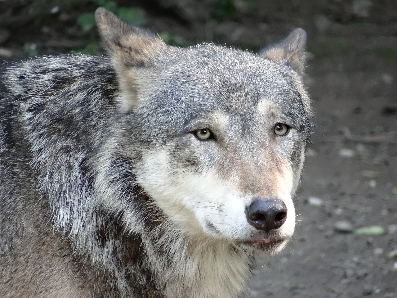 Vilkas, Gamta, Gyvūnas, Medžiotojas, Pūkuotas, Plėšrūnas, Nemokamos Nuotraukos,  Nemokama Licenzija