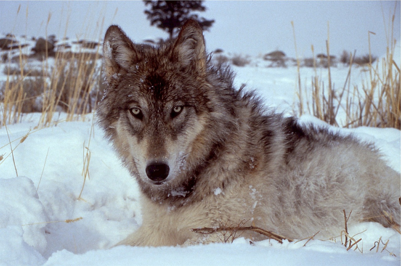Vilkas, Canis Lupus, Pilka, Laukiniai, Šunys, Lauke, Žiema, Sniegas, Plėšrūnas, Laukinė Gamta
