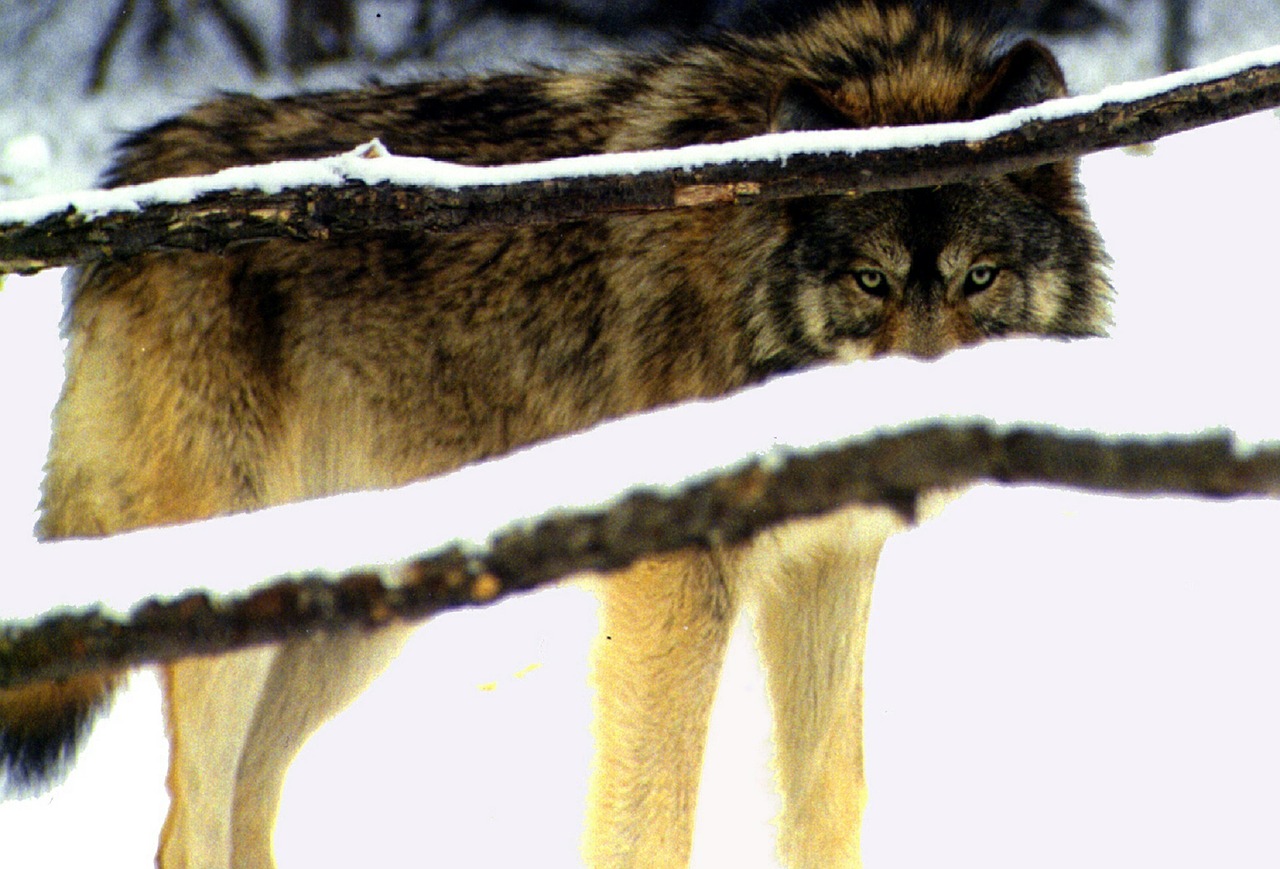 Vilkas, Akys, Sniegas, Žiema, Laukiniai, Šunys, Canis Lupus, Kailis, Pilka, Pilka