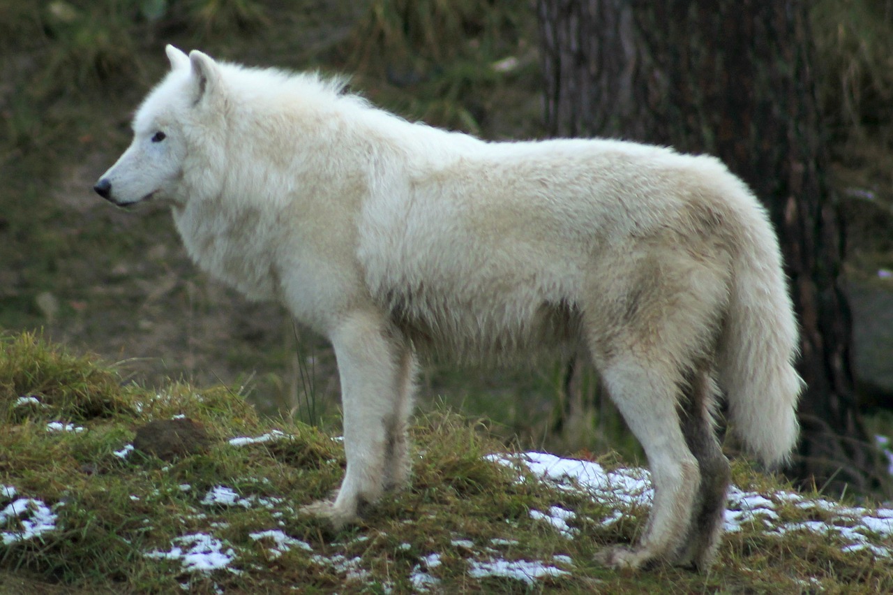 Vilkas, Zoologijos Sodas, Miškas, Šunys, Žinduoliai, Gamta, Balta, Mėsėdžiai, Laukinis Gyvūnas, Nemokamos Nuotraukos