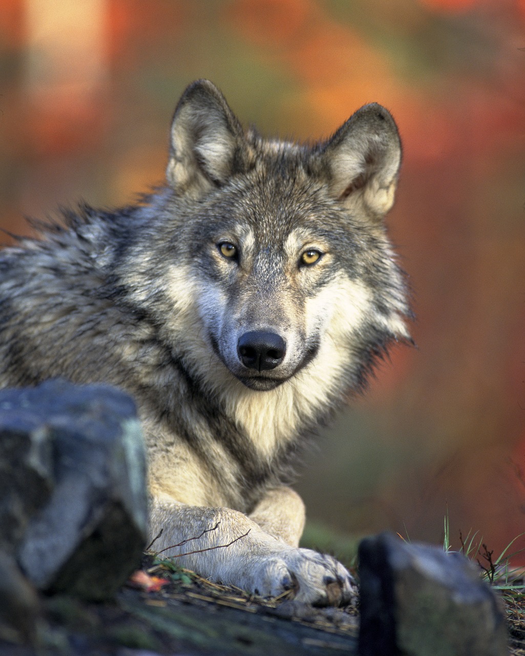 Vilkas, Plėšrūnas, Canidae, Canis Lupus, Medžiotojas, Mėsėdžiai, Hundeartig, Gyvūnas, Žinduolis, Nemokamos Nuotraukos