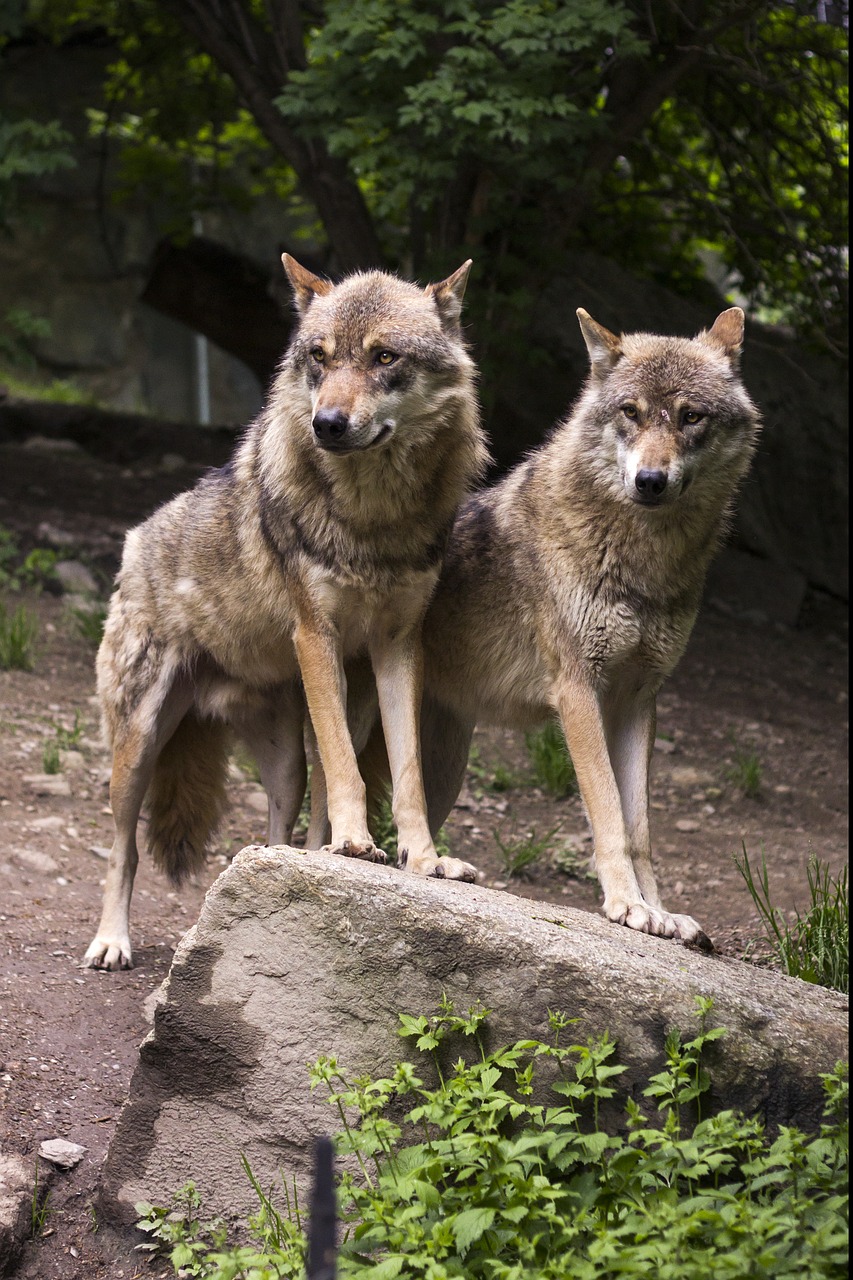 Vilkas, Vilkai, Europinis Vilkas, Canis Lupus, Plėšrūnas, Zoologijos Sodas, Rokas, Du Vilkai, Nemokamos Nuotraukos,  Nemokama Licenzija