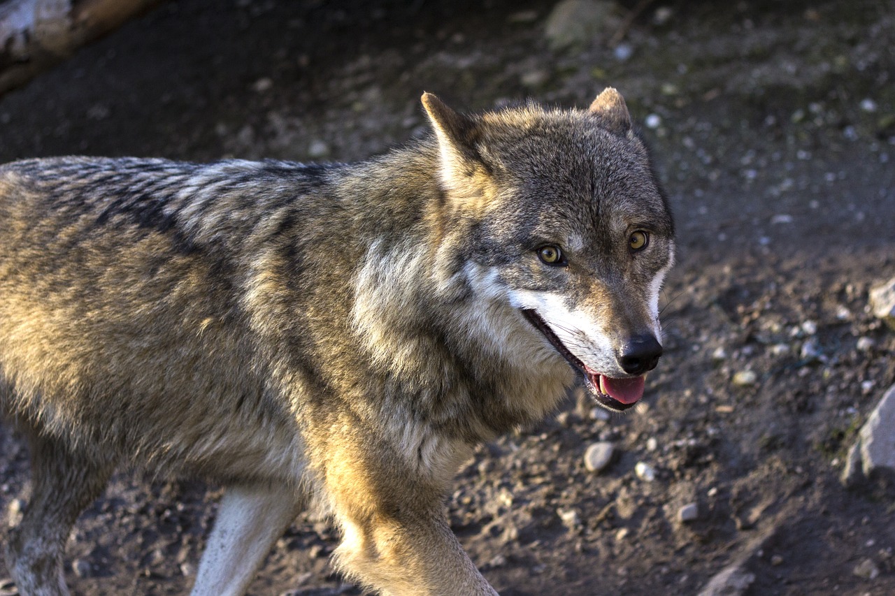 Vilkas, Plėšrūnas, Medžiotojas, Canis Lupus, Akys, Vaizdas, Šypsena, Hundeartig, Miškas, Gyvūnas