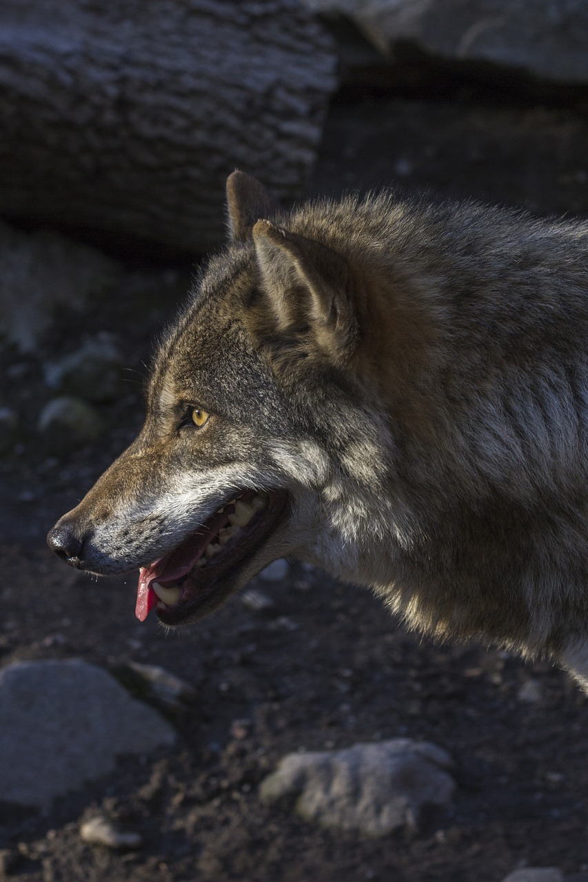 Vilkas, Plėšrūnas, Medžiotojas, Canis Lupus, Portretas, Profilis, Puslapis, Šypsena, Liežuvis, Hundeartig