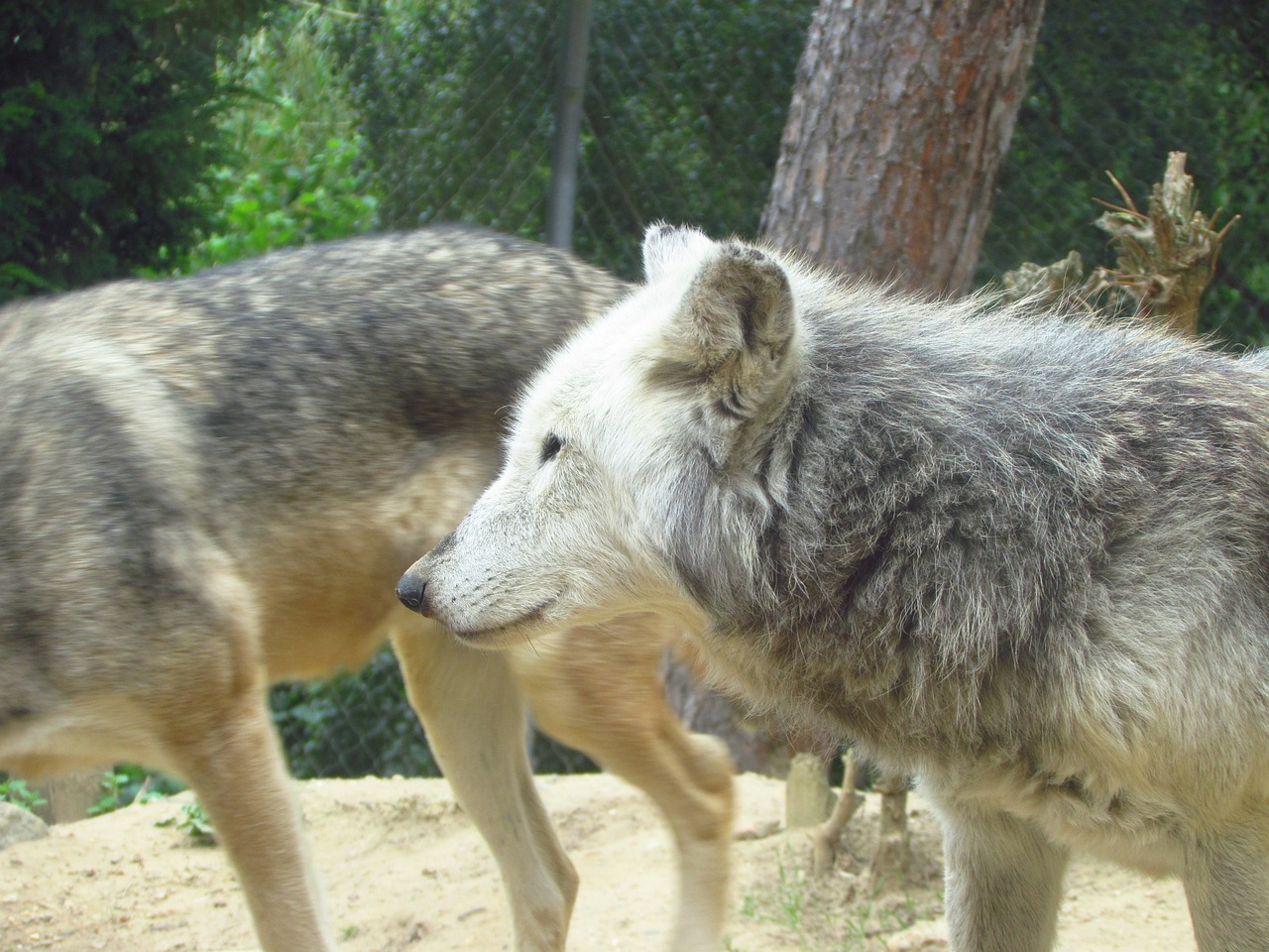 Vilkas,  Vilkai,  Wold,  Zoologijos Sodas,  Laukiniai,  Plėšrikas, Nemokamos Nuotraukos,  Nemokama Licenzija