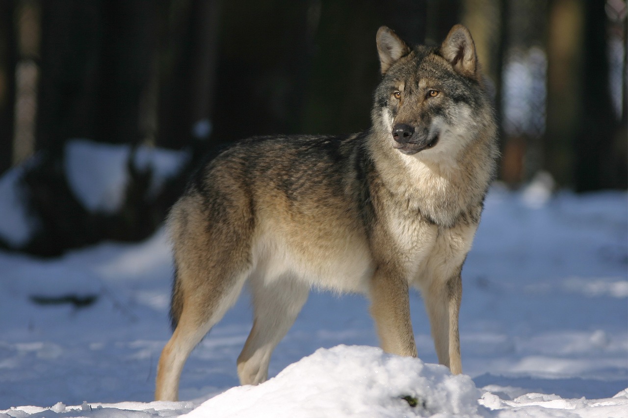 Vilkas,  Zoologijos Sodas,  Canis Lupus,  Šunys,  Žinduolis,  Vilkai,  Laukinės Gamtos Fotografija,  Europinis Vilkas,  Gaubtas, Nemokamos Nuotraukos