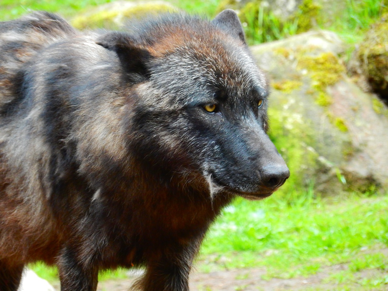 Vilkas, Juoda, Laukinio Gyvenimo Parkas, Gyvūnas, Gamta, Nemokamos Nuotraukos,  Nemokama Licenzija