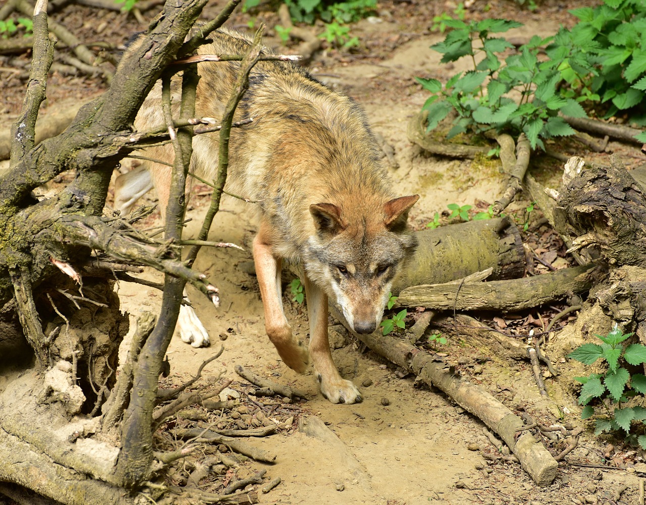 Vilkas, Gyvūnas, Canis Lupus, Plėšrūnas, Medžiotojas, Dėmesio, Hundeartig, Žinduolis, Laukinis Gyvūnas, Gaubtas