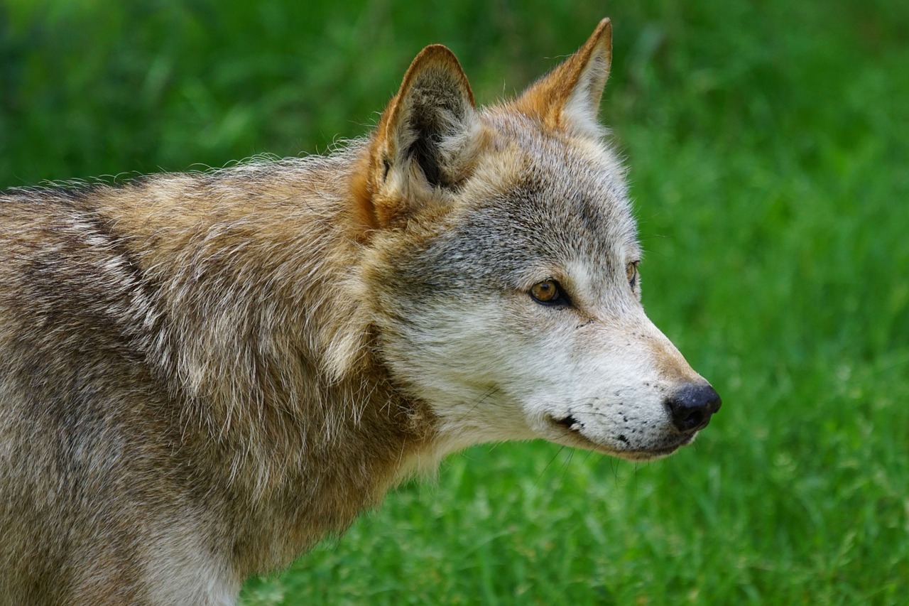 Vilkas,  Canis Lupus,  Elnių Parkas, Nemokamos Nuotraukos,  Nemokama Licenzija