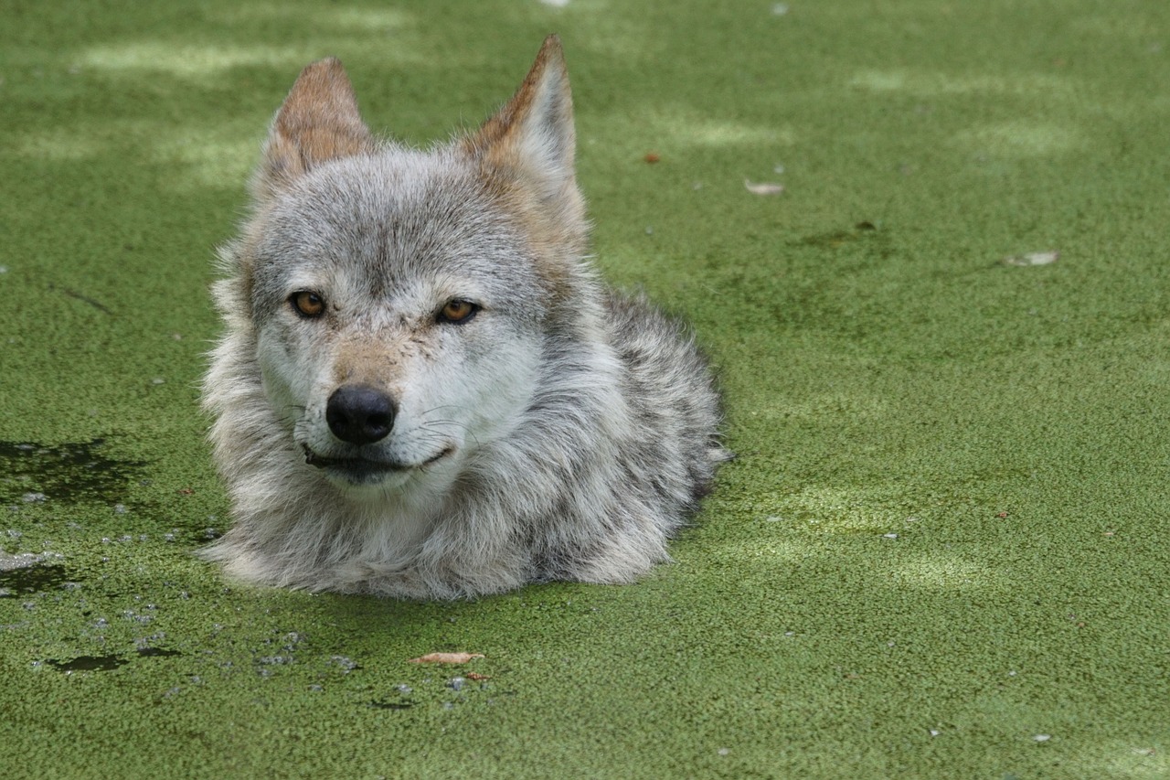 Vilkas,  Tvenkinys,  Zoologijos Sode, Nemokamos Nuotraukos,  Nemokama Licenzija