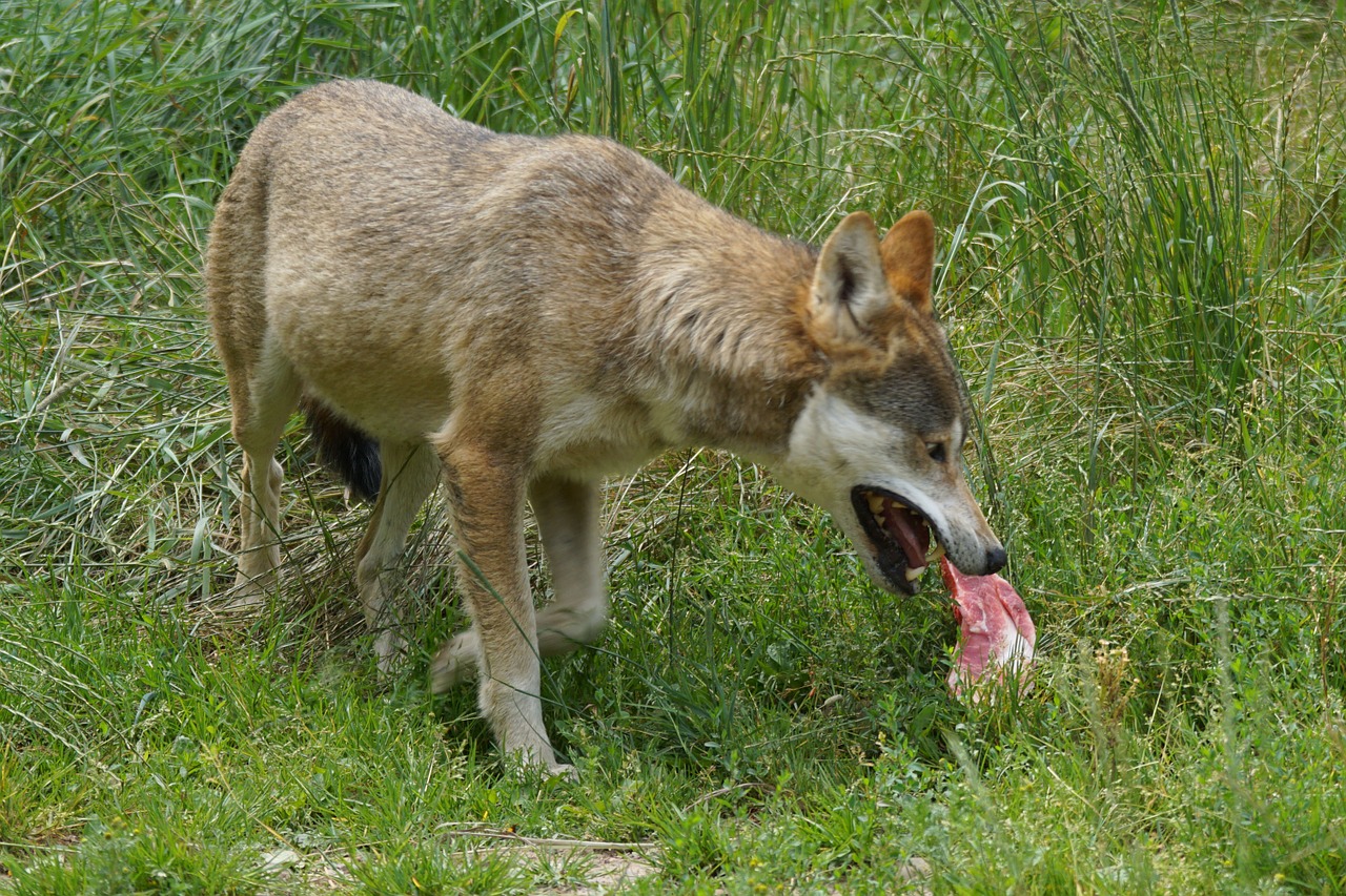 Vilkas,  Maistas, Nemokamos Nuotraukos,  Nemokama Licenzija