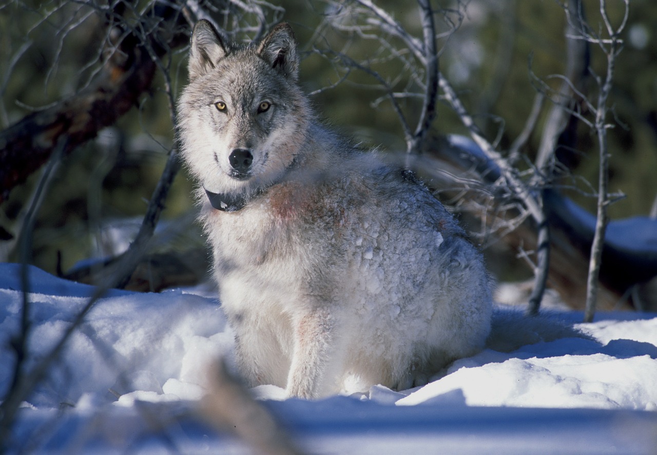 Vilkas, Canis Lupus, Geltonojo Akmens Nacionalinis Parkas, Žiema, Sniegas, Ledas, Šepetys, Miškas, Miškai, Makro