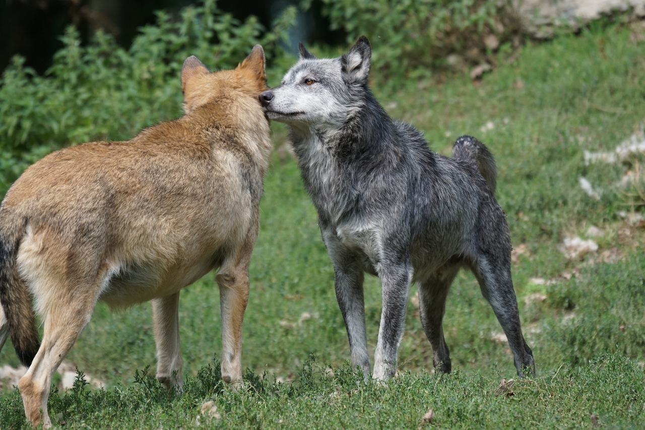 Vilkas, Įtemptas, Pirmenybės Tvarka, Nemokamos Nuotraukos,  Nemokama Licenzija