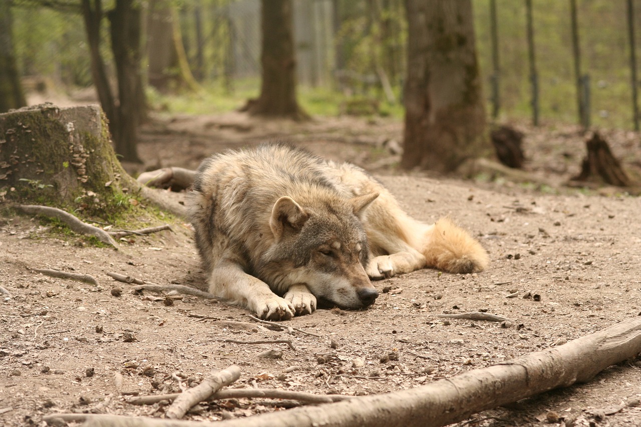 Vilkas, Canis Lupus, Gaubtas, Zoologijos Sodas, Miškas, Gyvūnai, Žinduoliai, Šunys, Nemokamos Nuotraukos,  Nemokama Licenzija