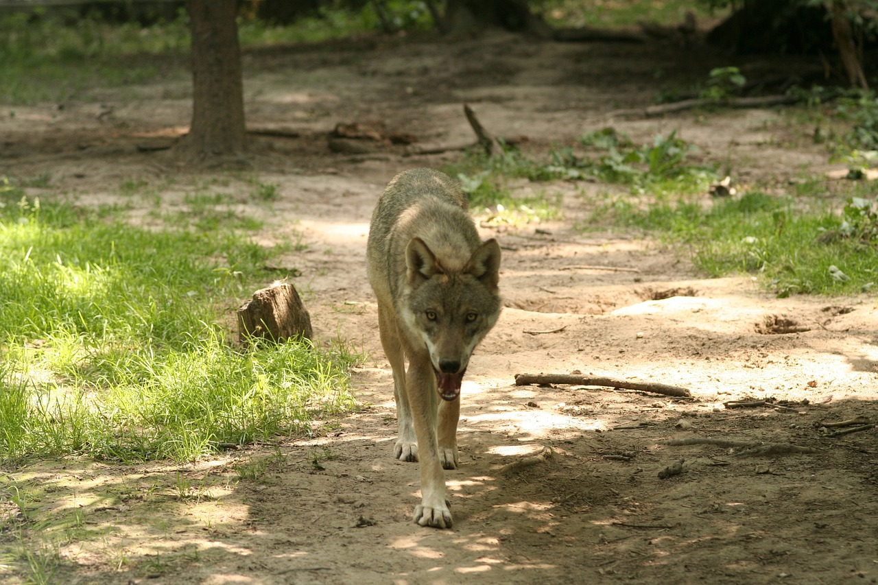 Vilkas, Canis Lupus, Gaubtas, Zoologijos Sodas, Miškas, Gyvūnai, Žinduoliai, Šunys, Nemokamos Nuotraukos,  Nemokama Licenzija