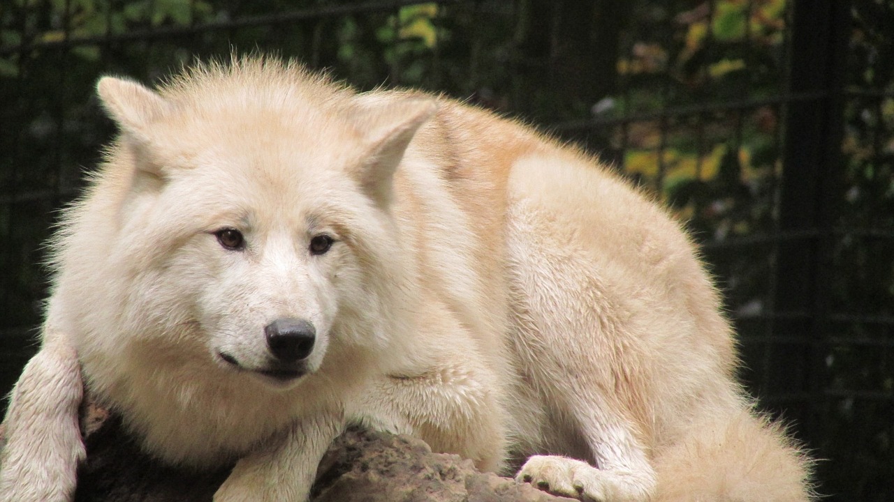 Vilkas, Wuppertaler, Zoologijos Sodas, Baltas Kailis, Nemokamos Nuotraukos,  Nemokama Licenzija