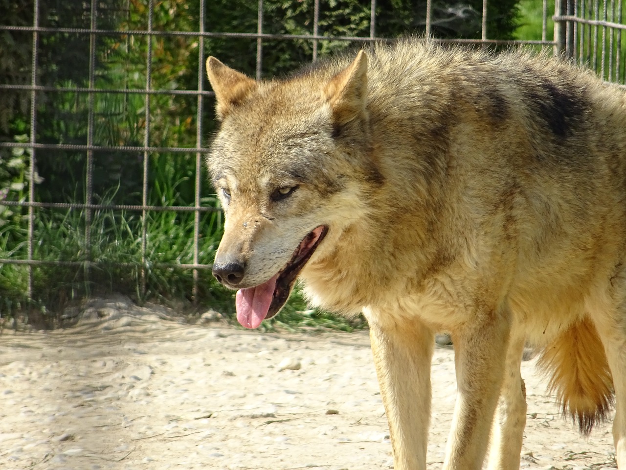 Vilkas Eurazijos,  Gyvūnas, Nemokamos Nuotraukos,  Nemokama Licenzija